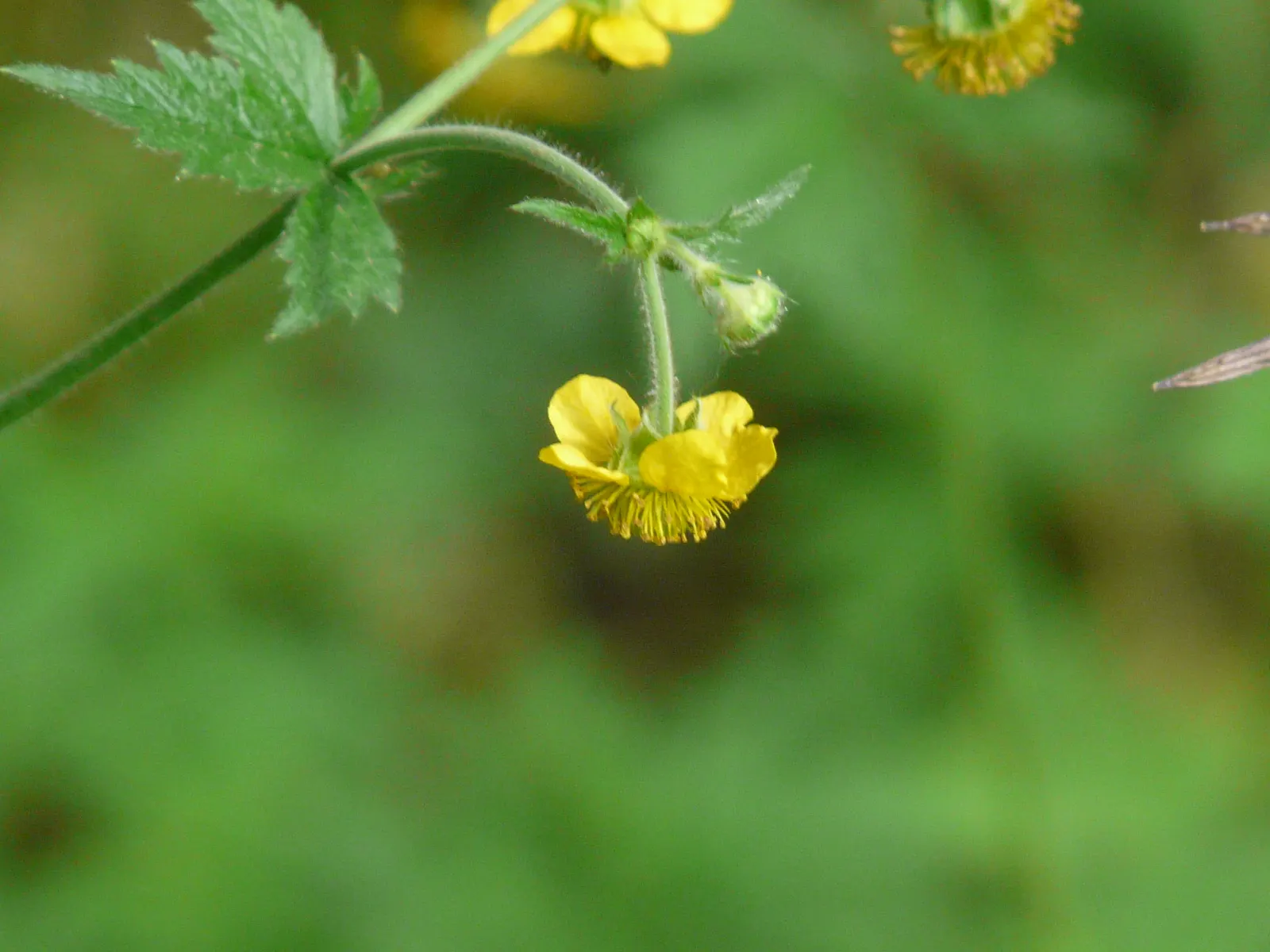 Yellow Geum (Geum 'Yellow') — Rising on stems up to 18 inches tall, the blooms grace the garden from late spring to early summer; yellow Geum can, image 42