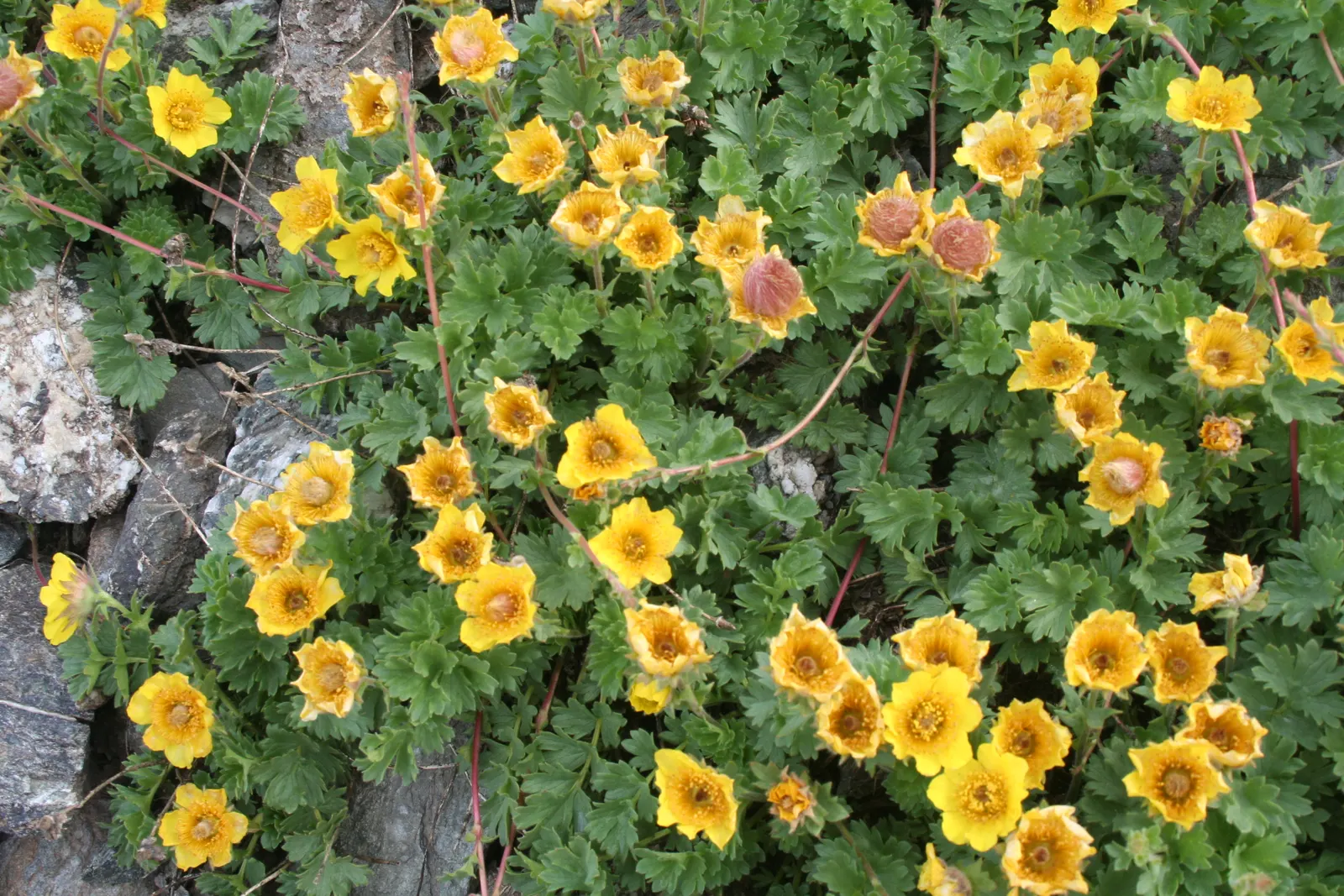 Yellow Geum (Geum 'Yellow') — concentrated from late spring through summer; this hardy plant thrives in well-drained soil and prefers full sun but, image 48
