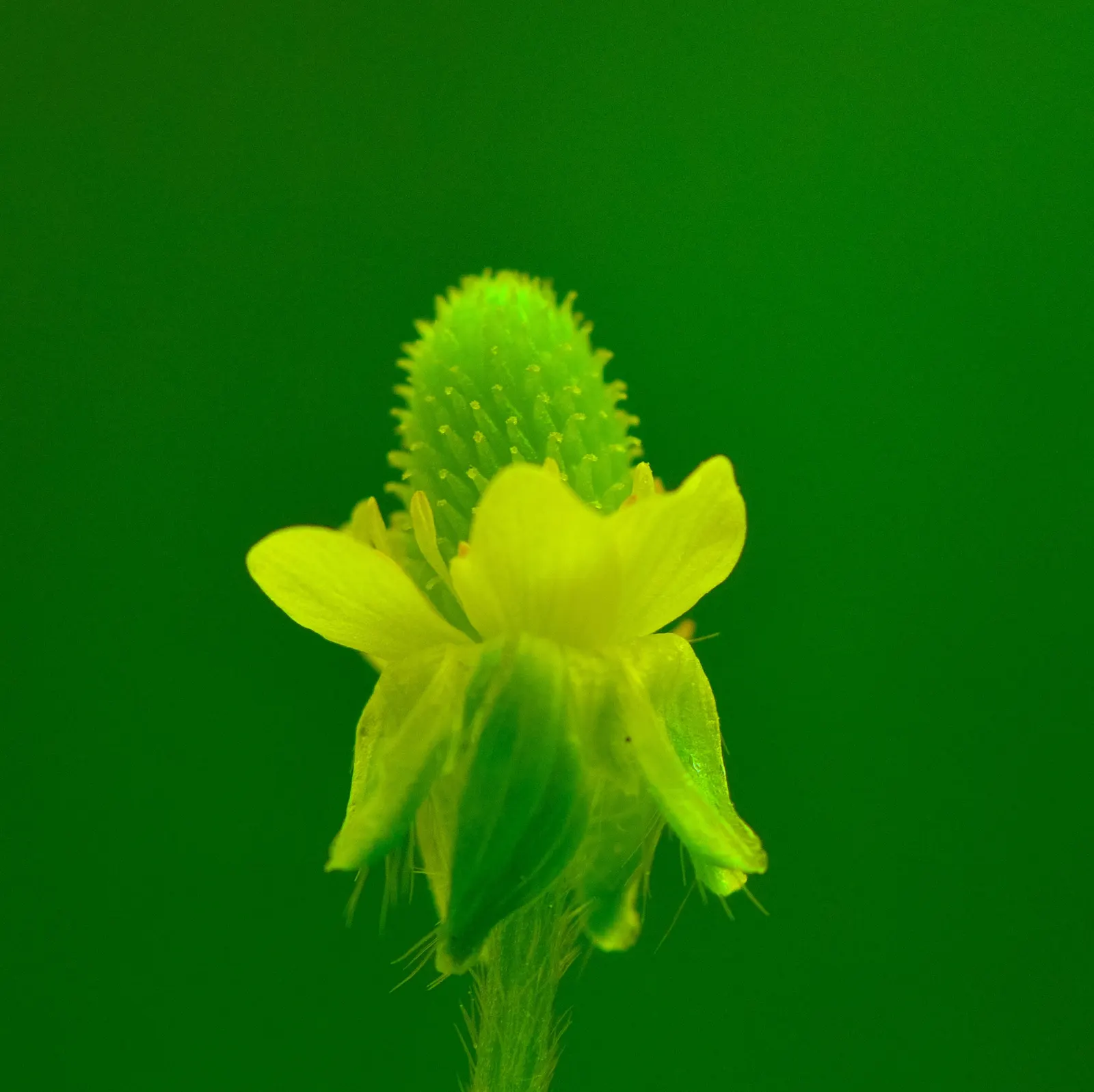 Yellow Geum (Geum 'Yellow') — is a vibrant and versatile perennial that brings a burst of sunny color to any landscape; perennial with yellow blooms