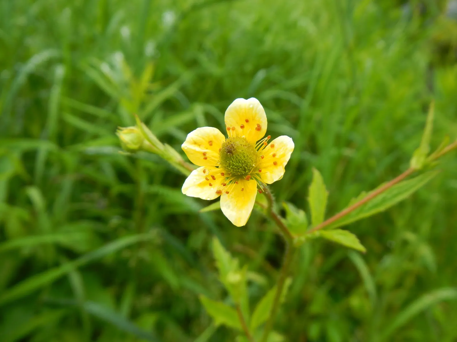 Yellow Geum (Geum 'Yellow') — wildlife-friendly garden.<br><br>Yellow Geum requires minimal care; adds a warm and inviting touch to garden beds and, image 56