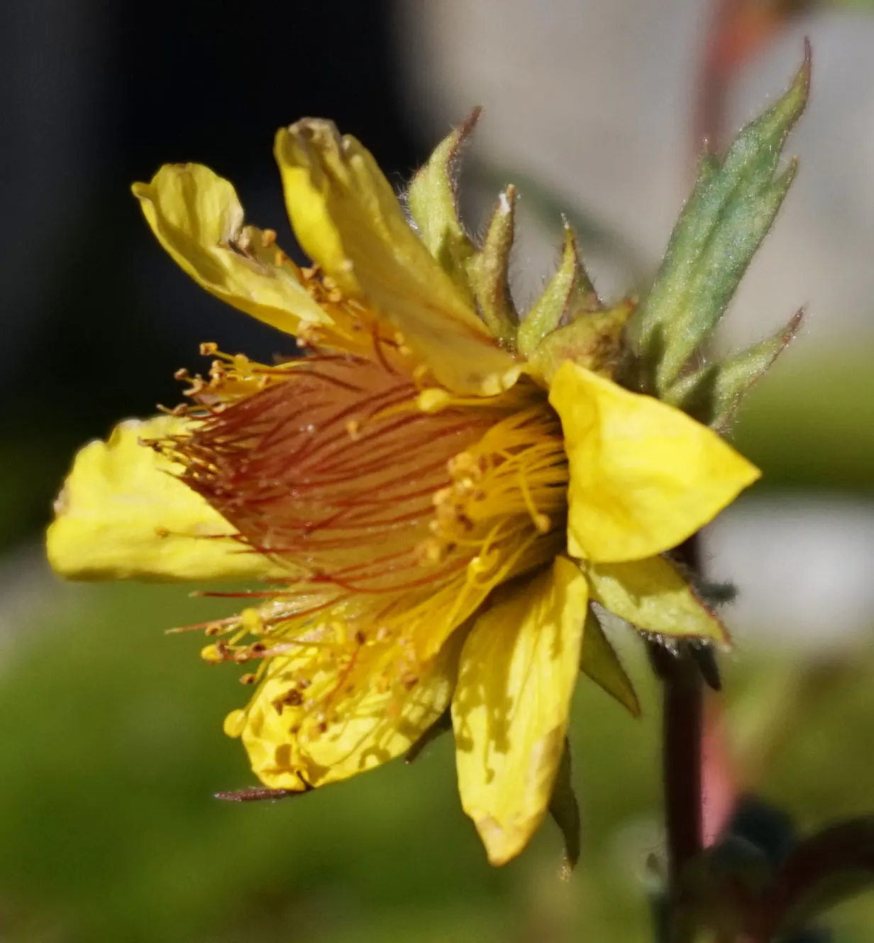 Yellow Geum (Geum 'Yellow') — It also attracts pollinators like bees; rising on stems up to 18 inches tall, the blooms grace the garden from late spring to