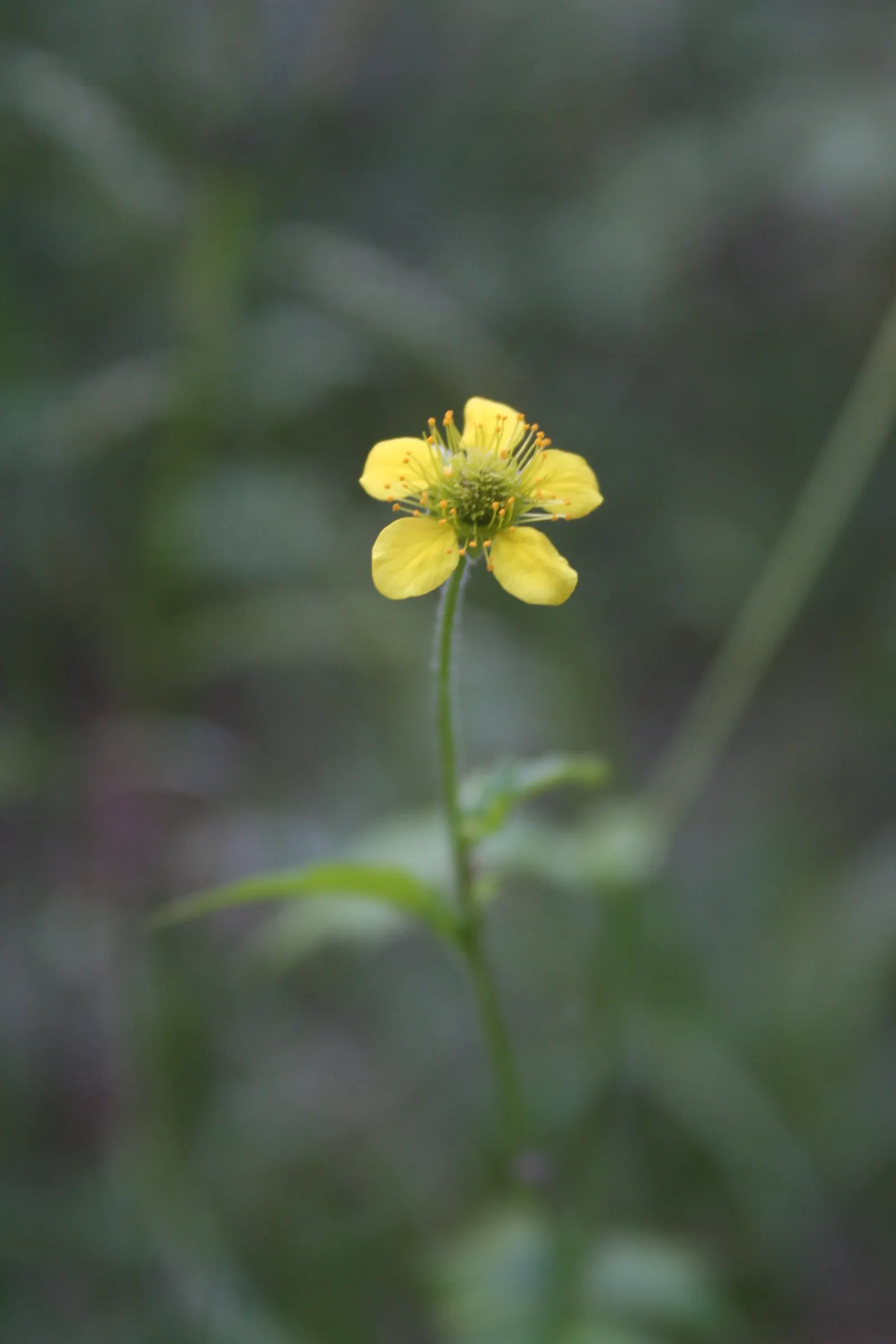 Yellow Geum (Geum 'Yellow') — lemon-yellow flowers which bloom profusely atop wiry stems that reach heights varying between 18 to 24 inches; is a, image 47