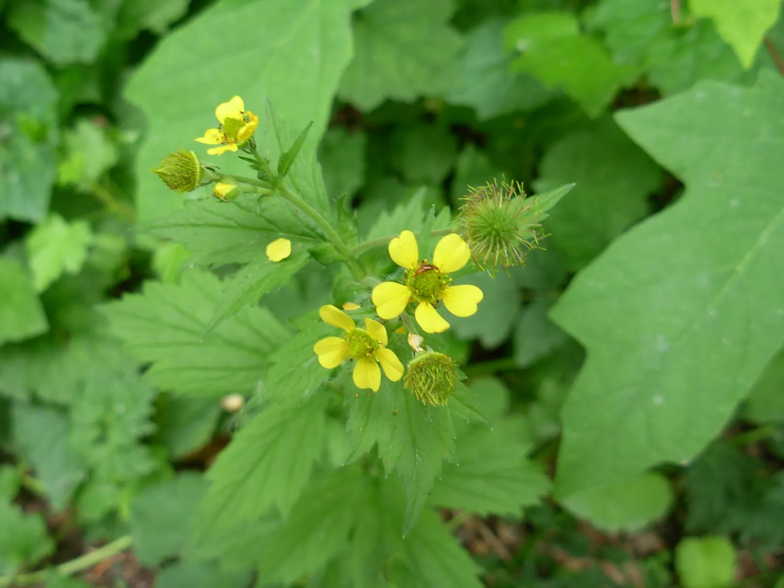 Yellow Geum (Geum 'Yellow') — Once established, Yellow Geum is drought-tolerant, making it a durable choice for gardens in various climates; it also attracts