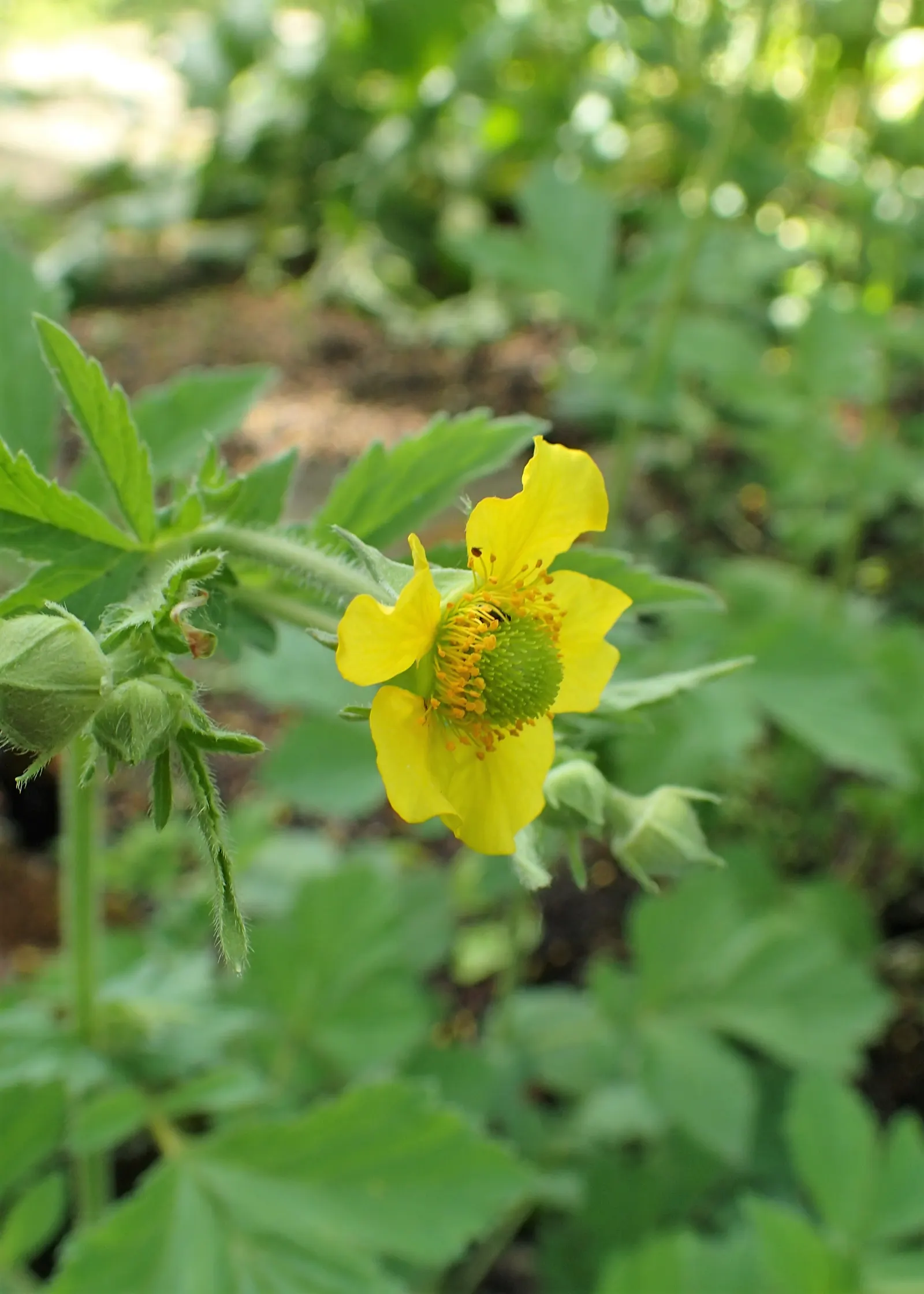 Yellow Geum (Geum 'Yellow') — is a vibrant and versatile perennial that brings a burst of sunny color to any landscape; perennial with yellow blooms, image 46