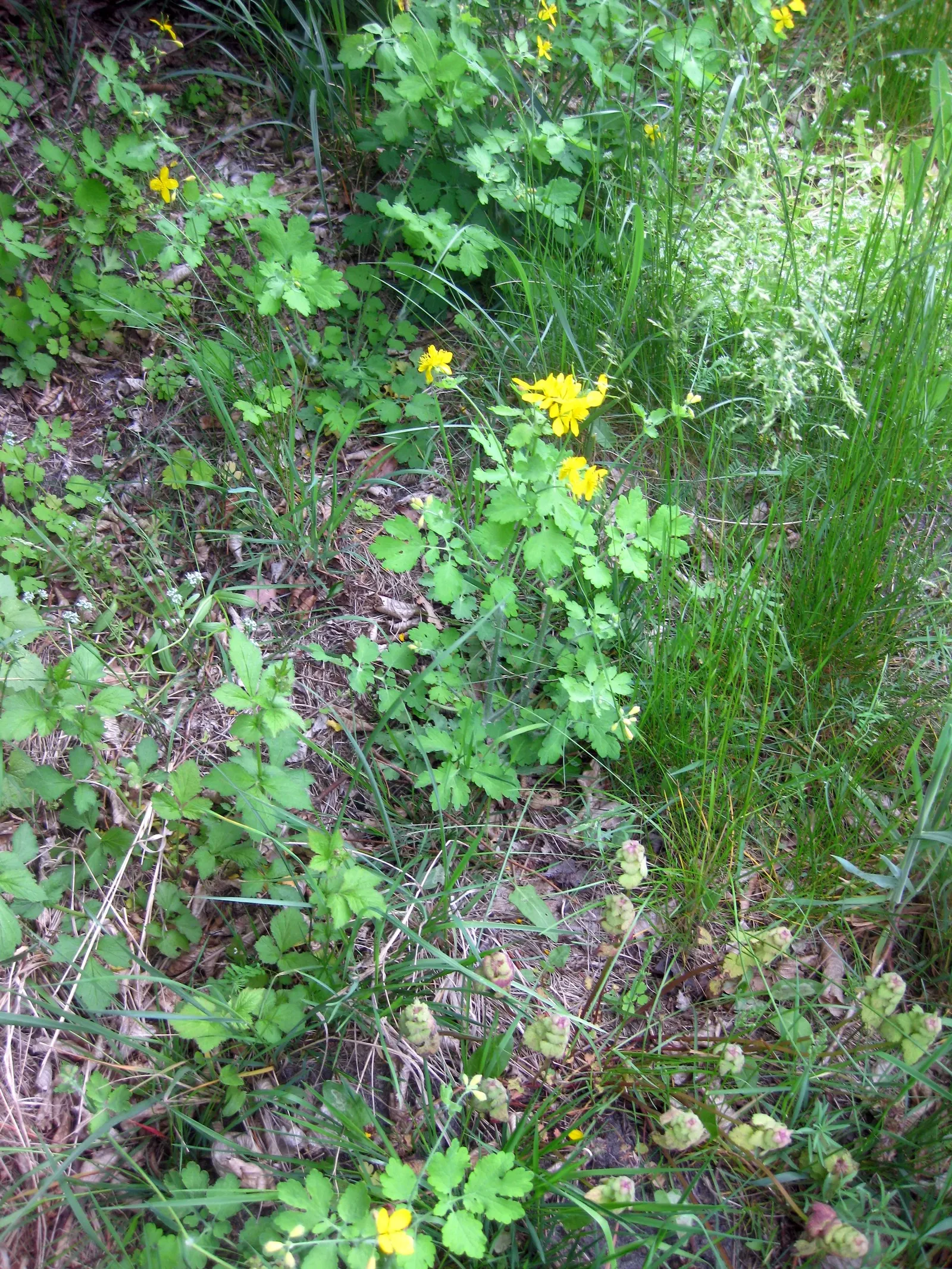 Yellow Geum (Geum 'Yellow') — is a vibrant and versatile perennial that brings a burst of sunny color to any landscape