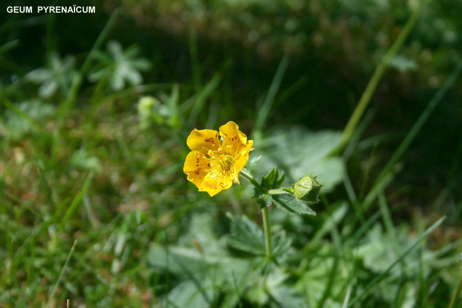 Yellow Geum (Geum 'Yellow') — yellow flowers in the garden; this hardy perennial thrives in zones 4-9, preferring well-drained soil and full to, image 58