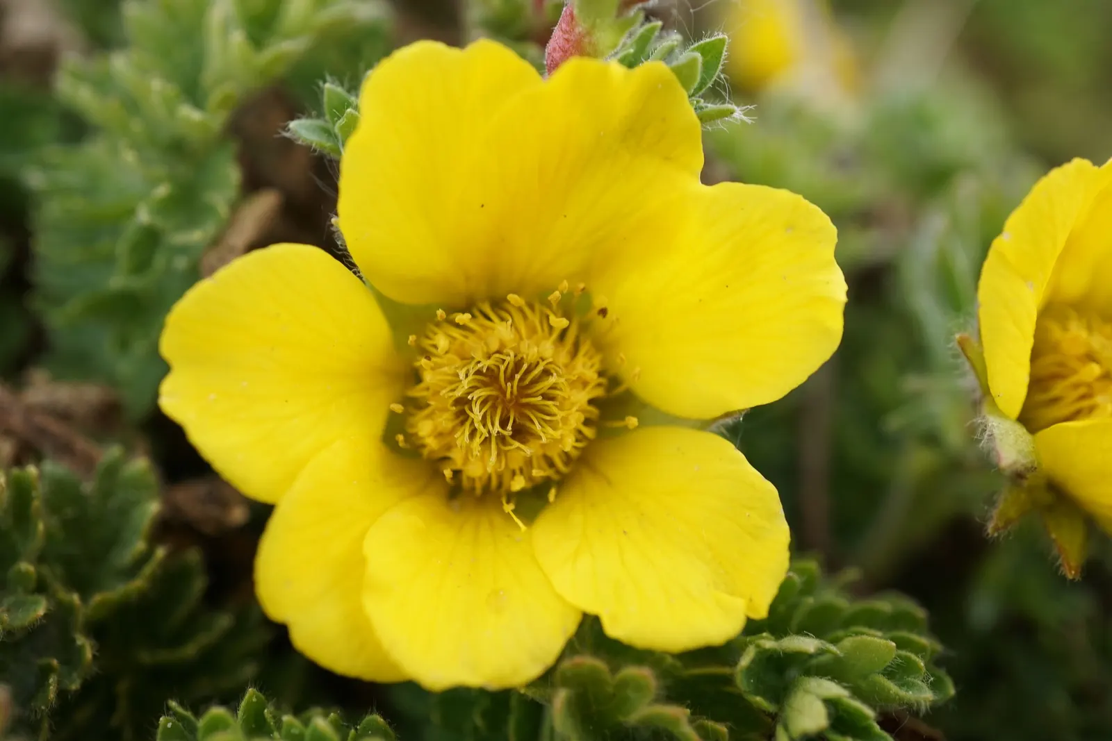 Yellow Geum (Geum 'Yellow') — Foliage forms a low, dense mound about 12 inches wide, ideal for borders or as a vibrant groundcover