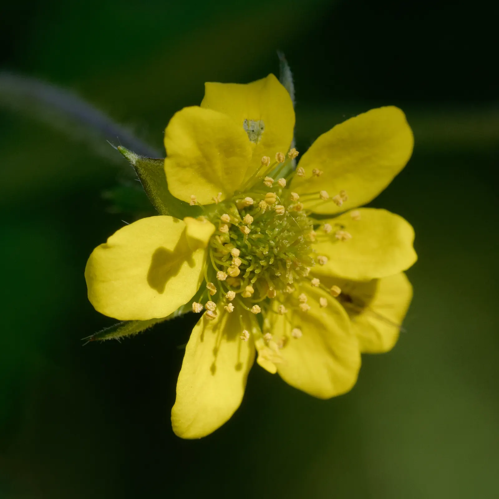 Yellow Geum (Geum 'Yellow') — The Yellow Geum, Geum 'Yellow', presents a cheerful display with abundant bright yellow, bowl-shaped flowers; foliage forms a