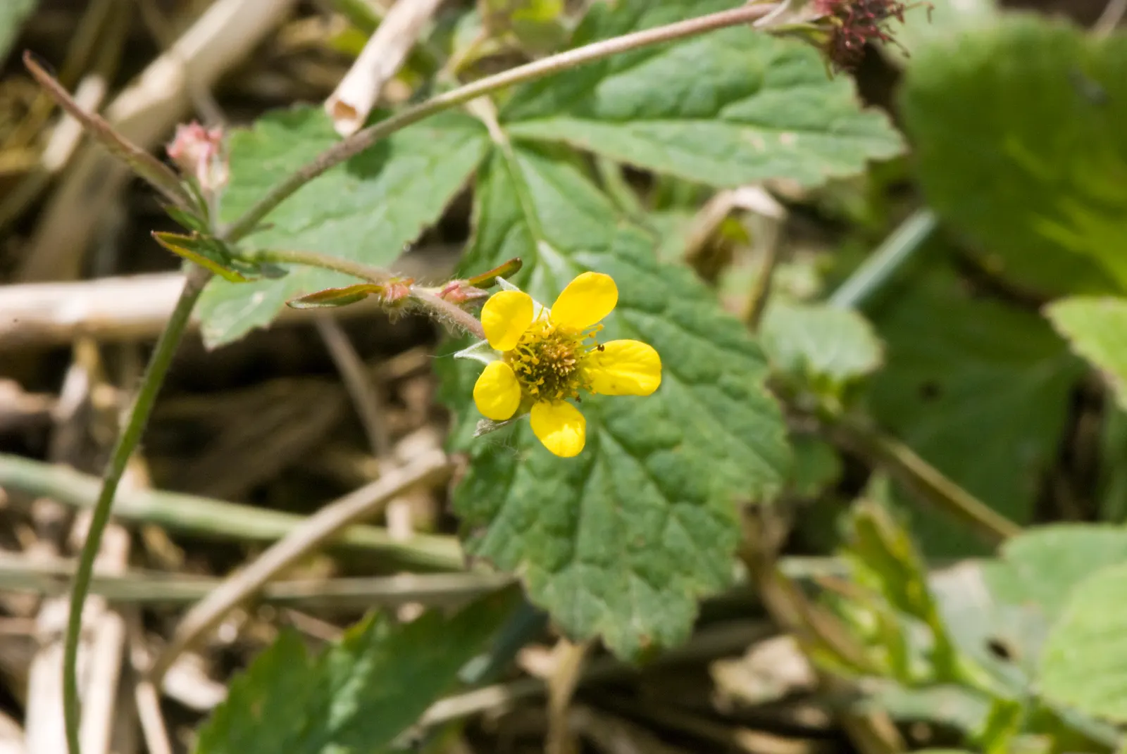 Yellow Geum (Geum 'Yellow') — or deep greens of neighboring plants.<br><br>Ideal for zones 4 through 9