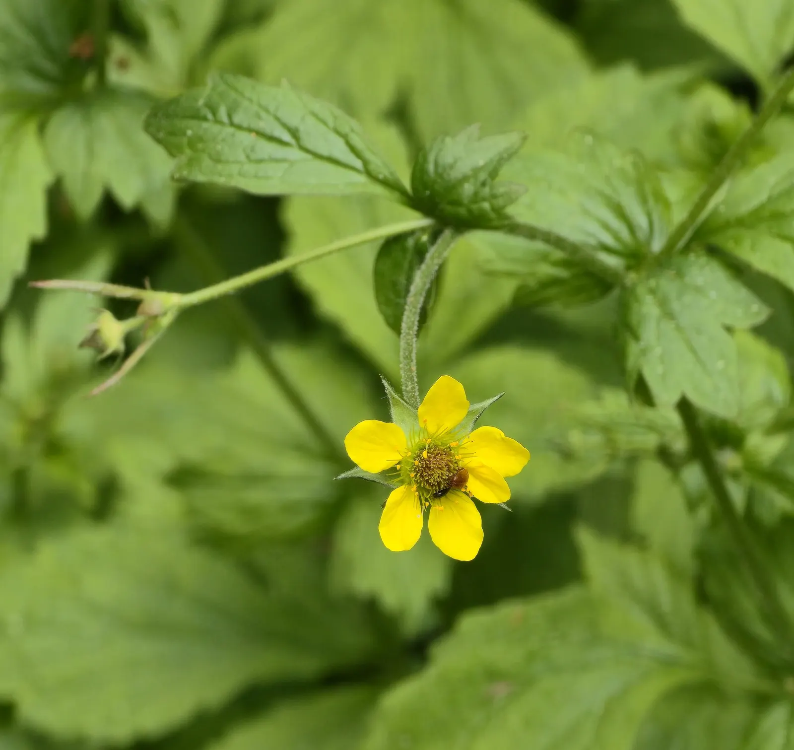 Yellow Geum (Geum 'Yellow') — often referred to simply as Yellow Geum; or deep greens of neighboring plants.<br><br>Ideal for zones 4 through 9, image 45