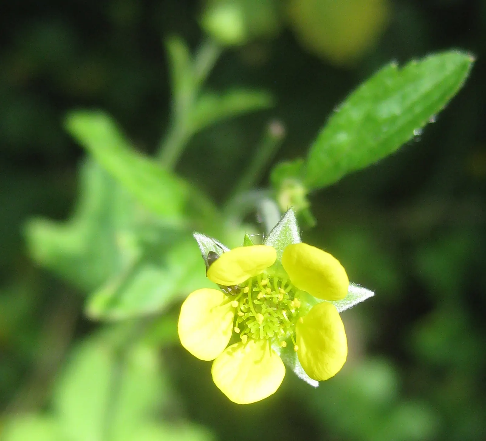 Yellow Geum (Geum 'Yellow') — or deep greens of neighboring plants.<br><br>Ideal for zones 4 through 9; the Yellow Geum, Geum 'Yellow', presents a cheerful