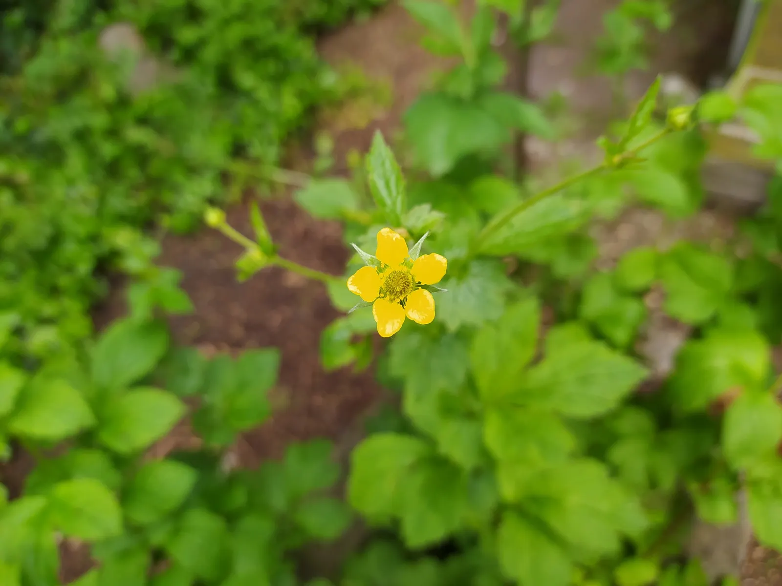 Yellow Geum (Geum 'Yellow') — including deadheading to encourage prolonged flowering and division every few years to maintain its vigor; wildlife-friendly