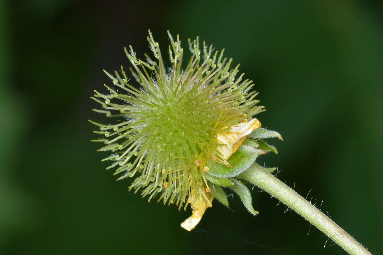 Yellow Geum (Geum 'Yellow') — including deadheading to encourage prolonged flowering and division every few years to maintain its vigor