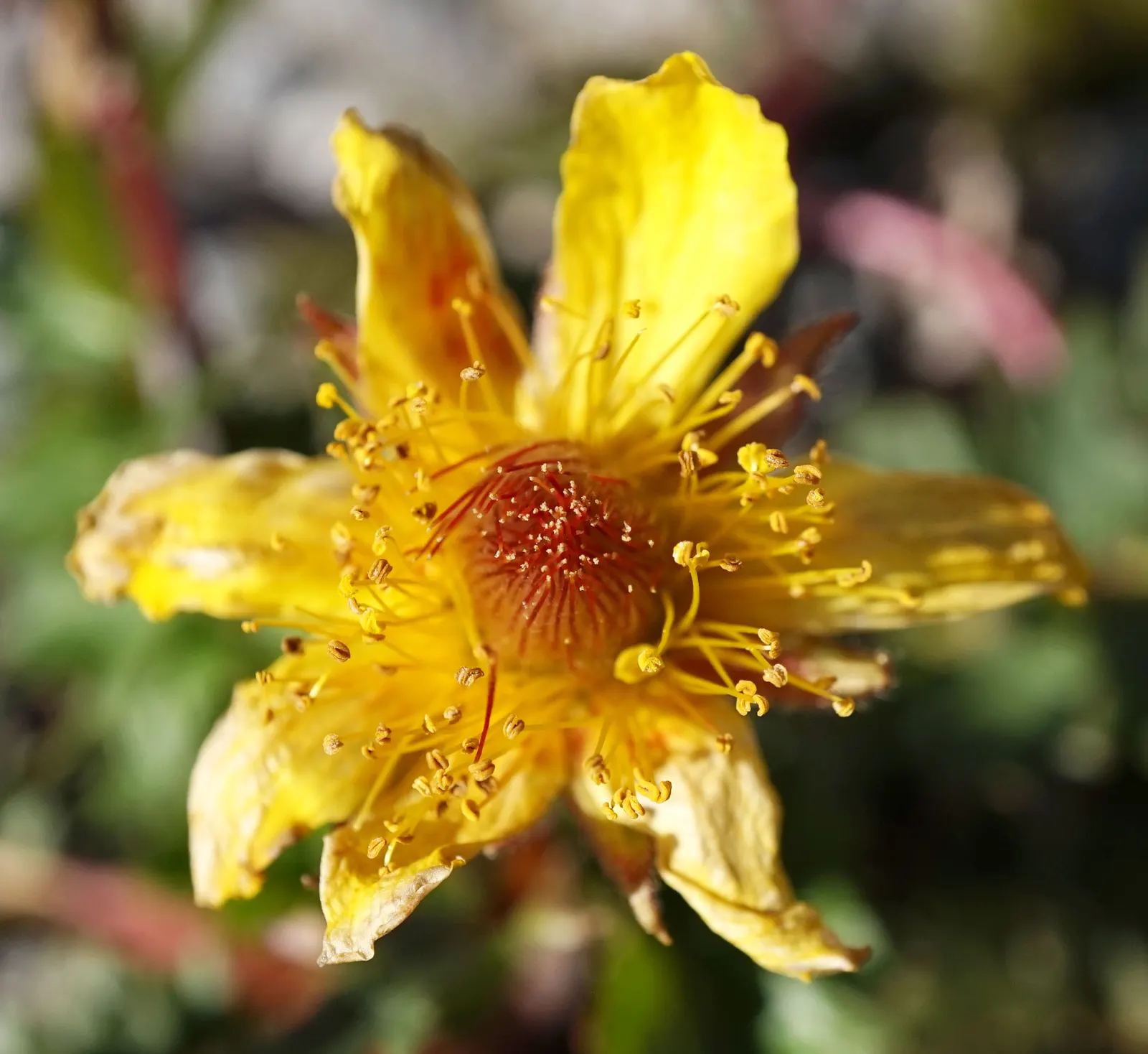 Yellow Geum (Geum 'Yellow') — perennial with yellow blooms; forming a low mound approximately 12 to 18 inches in width, image 59