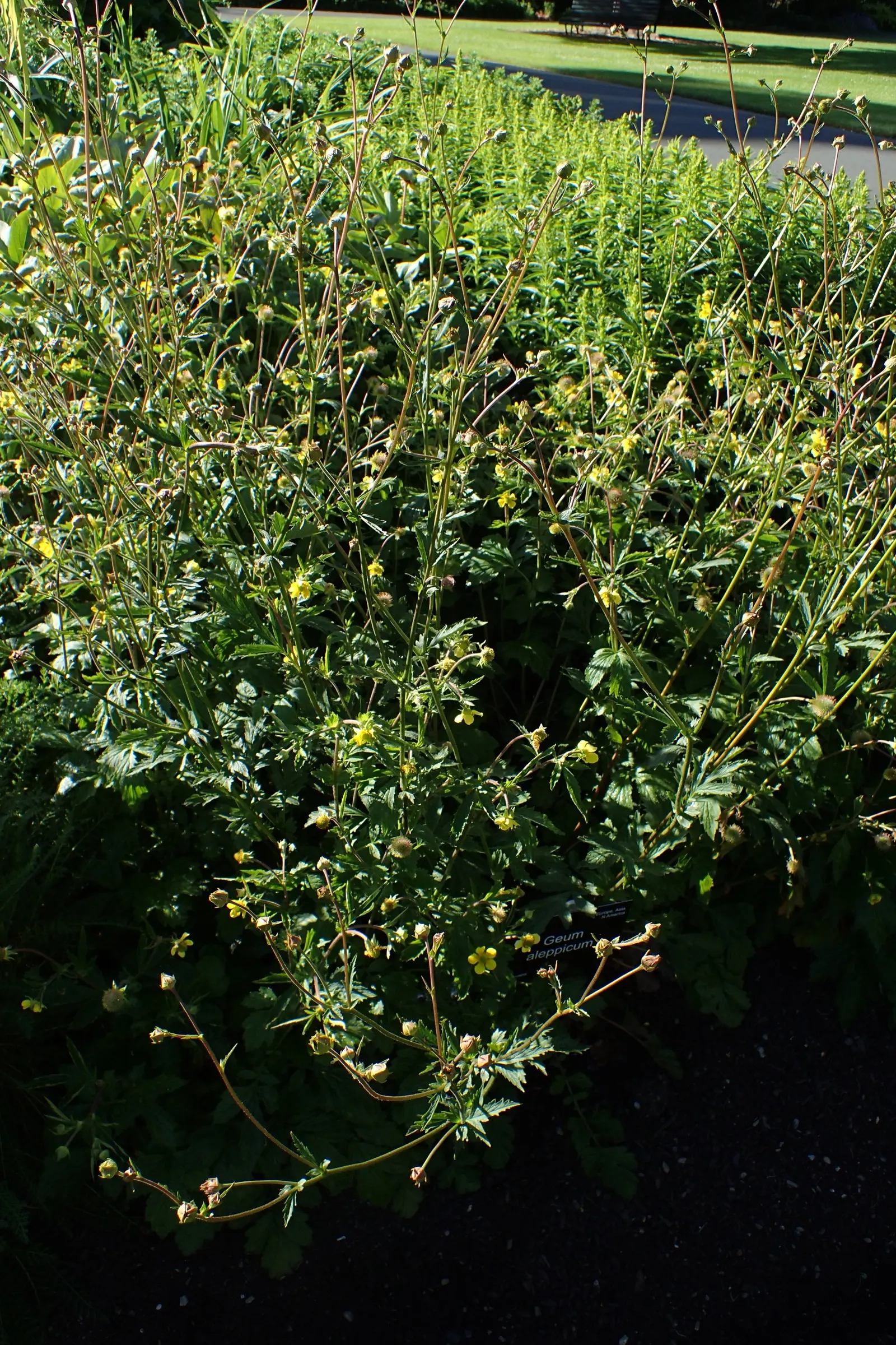 Yellow Geum (Geum 'Yellow') — This hardy perennial thrives in zones 4-9, preferring well-drained soil and full to partial sun; yellow flowers in, image 43