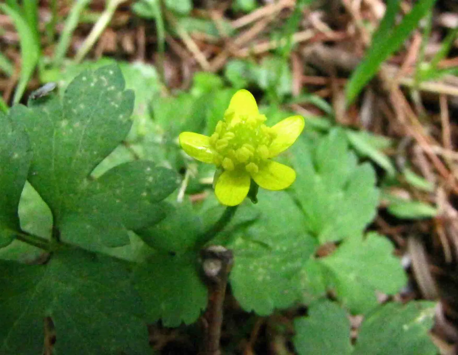 Yellow Geum (Geum 'Yellow') — perennial for full or half