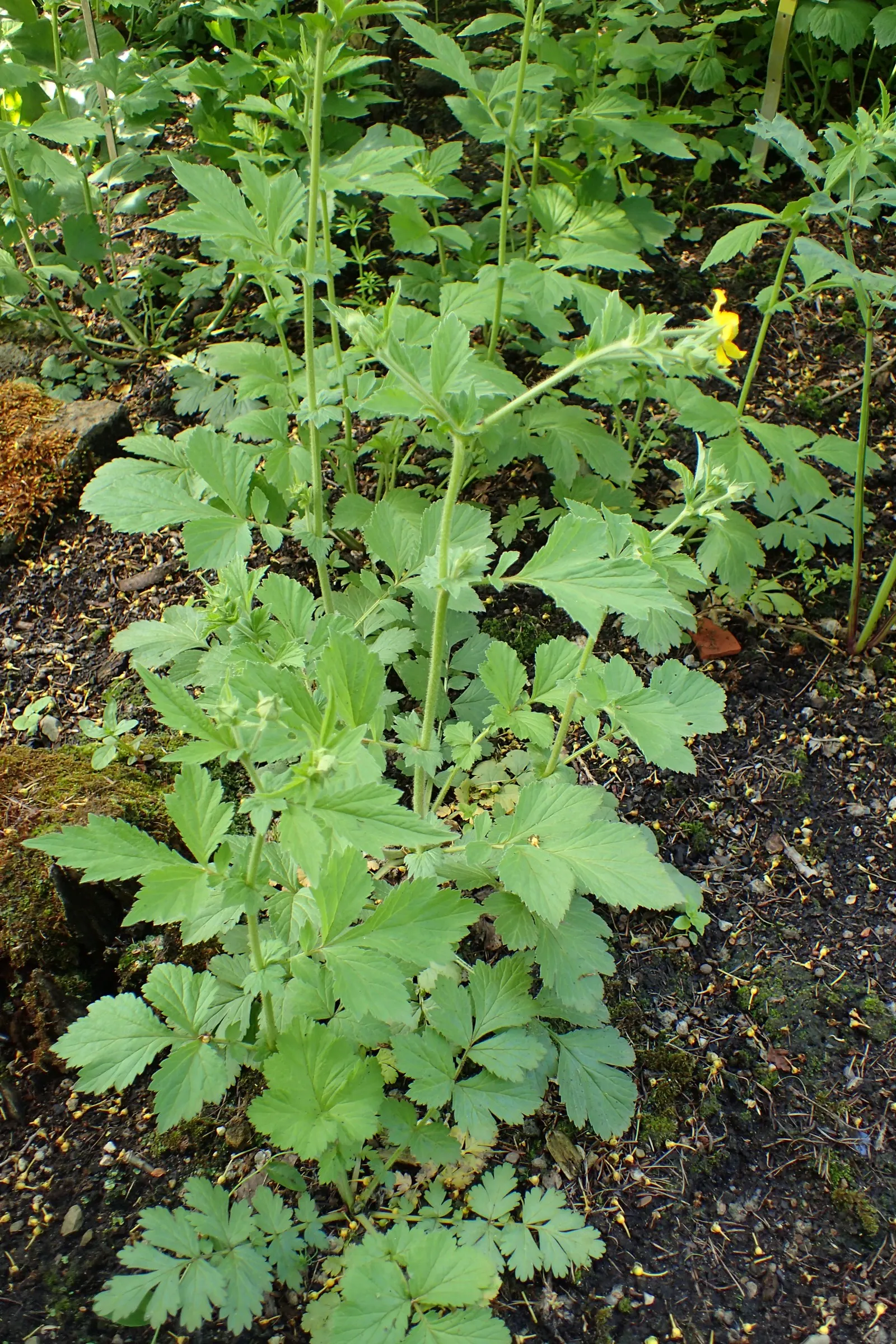Yellow Geum (Geum 'Yellow') — Yellow Geum can fill in spaces and provide contrast when paired with blues; once established, Yellow Geum is drought-tolerant