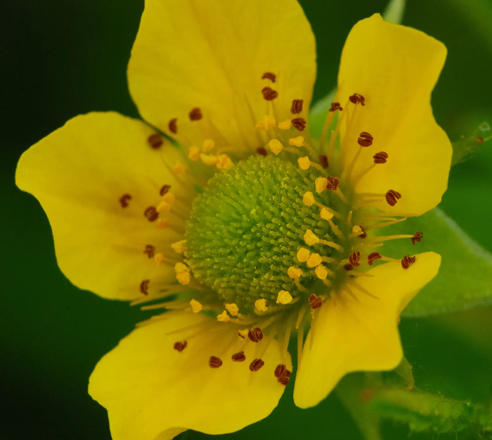 Yellow Geum (Geum 'Yellow') — Yellow Geum can fill in spaces and provide contrast when paired with blues