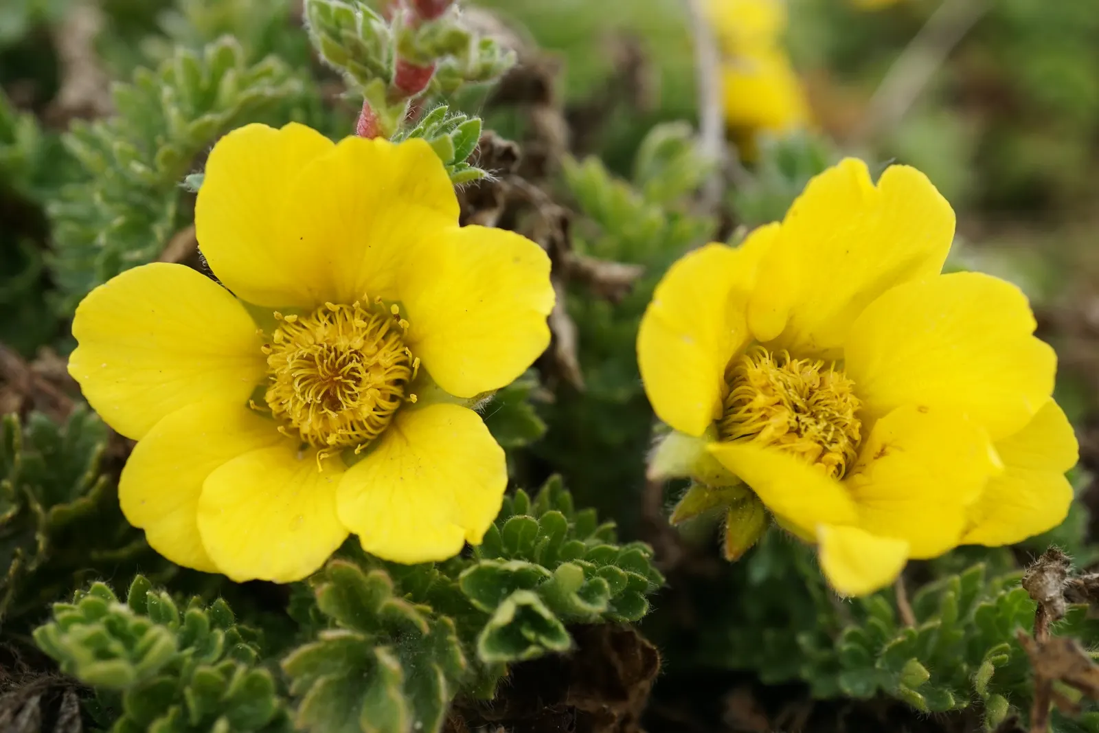 Yellow Geum (Geum 'Yellow') — wildlife-friendly garden.<br><br>Yellow Geum requires minimal care