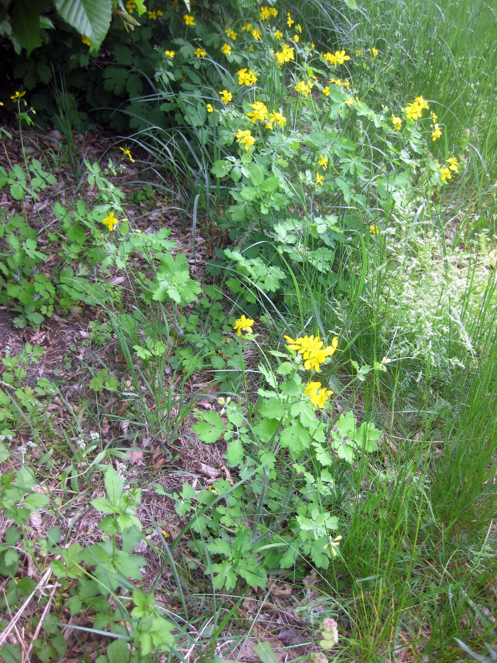 Yellow Geum (Geum 'Yellow') — This hardy perennial thrives in zones 4-9, preferring well-drained soil and full to partial sun