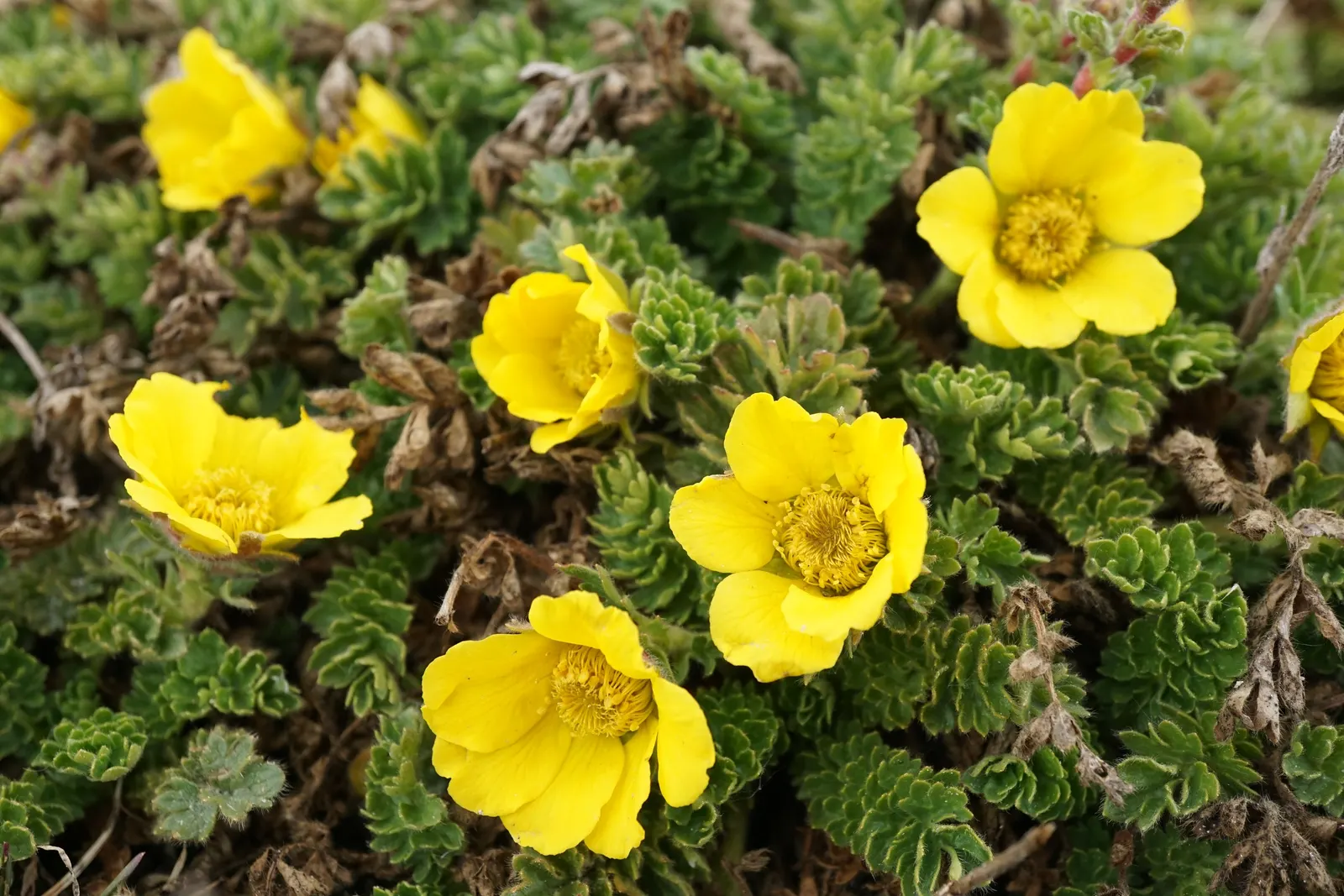 Yellow Geum (Geum 'Yellow') — The Yellow Geum, Geum 'Yellow', presents a cheerful display with abundant bright yellow, bowl-shaped flowers