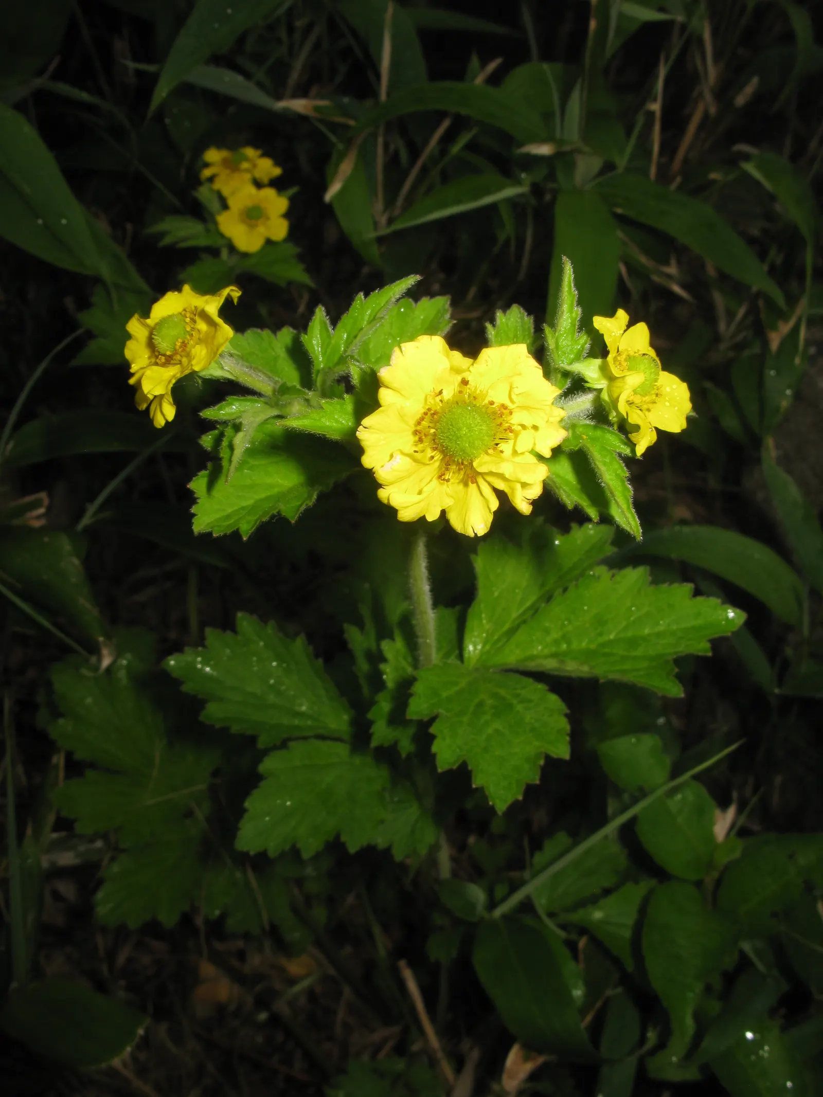 Yellow Geum (Geum 'Yellow') — yellow flowers in the garden; this hardy perennial thrives in zones 4-9, preferring well-drained soil and full to partial sun