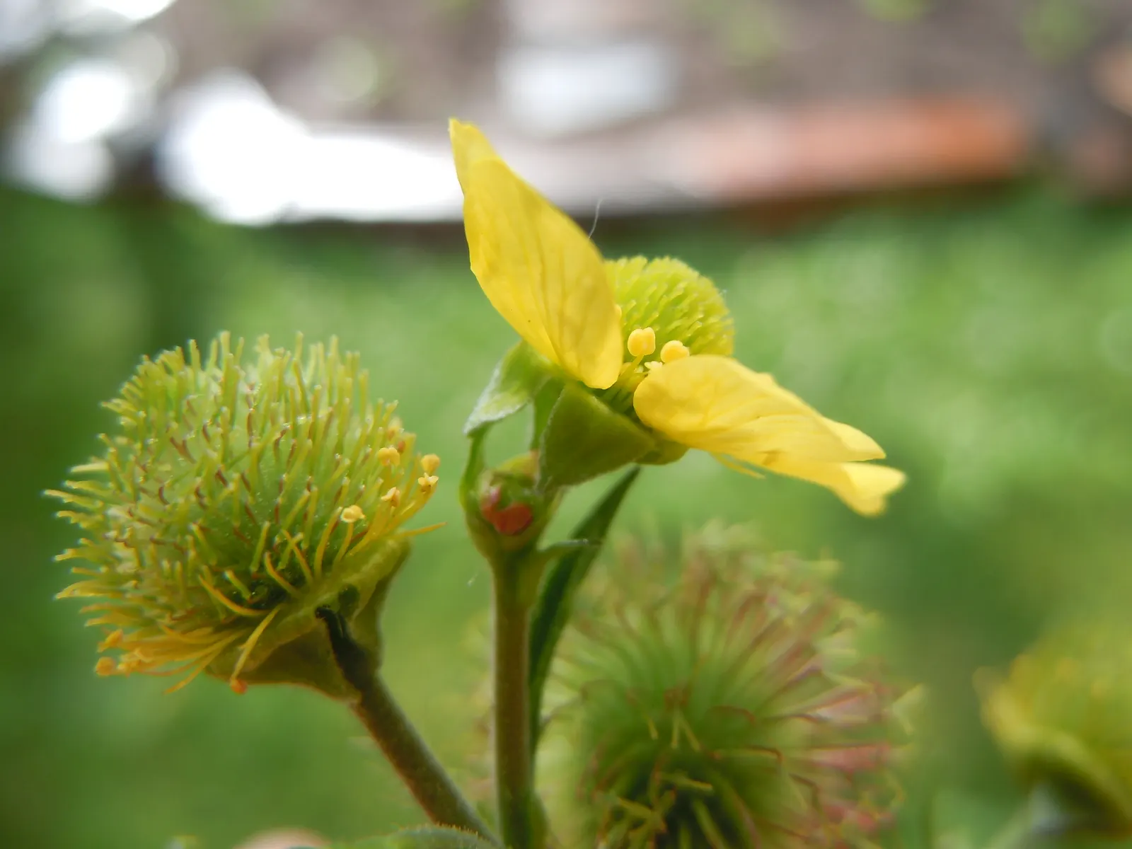 Yellow Geum (Geum 'Yellow') — adds a warm and inviting touch to garden beds and borders.<br><br>Yellow Geum's foliage is equally attractive; perennial for full