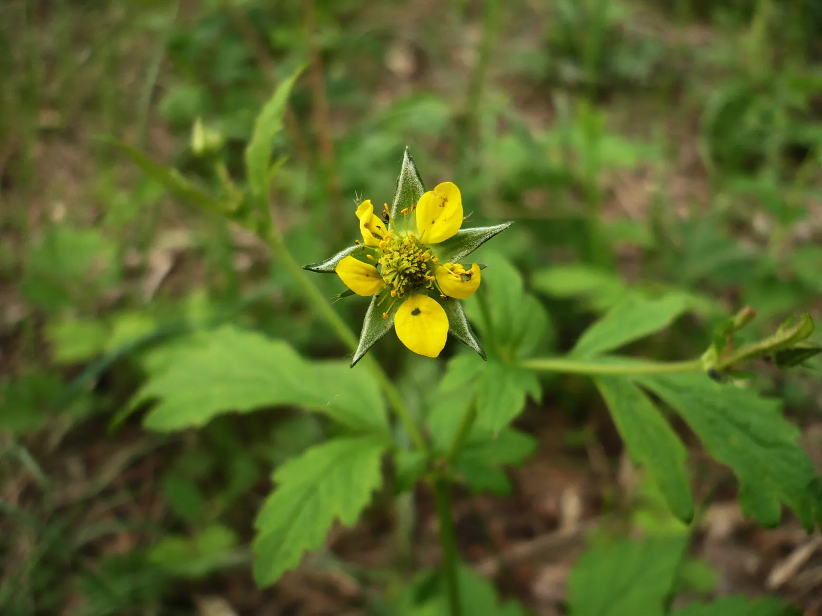 Yellow Geum (Geum 'Yellow') — often referred to simply as Yellow Geum; or deep greens of neighboring plants.<br><br>Ideal for zones 4 through 9