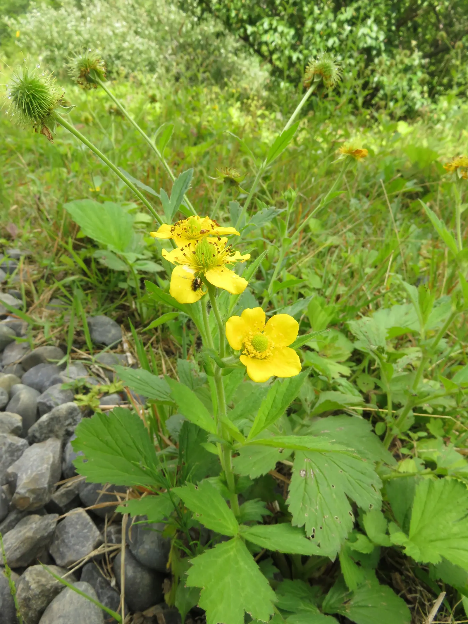 Yellow Geum (Geum 'Yellow') — Yellow Geum can fill in spaces and provide contrast when paired with blues; once established, Yellow Geum is, image 51