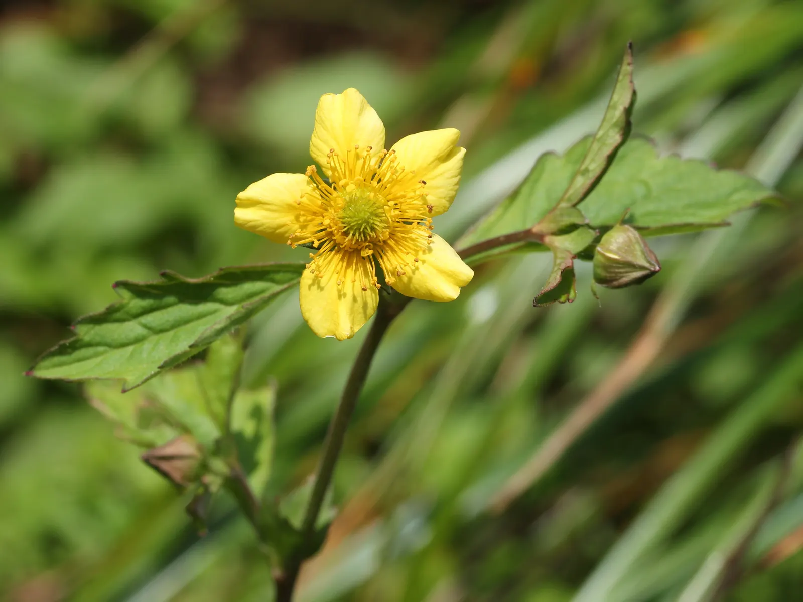 Yellow Geum (Geum 'Yellow') — adds a warm and inviting touch to garden beds and borders.<br><br>Yellow Geum's foliage is equally attractive