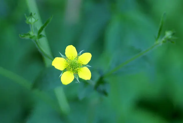 Yellow Geum (Geum 'Yellow') — The Yellow Geum, Geum 'Yellow', presents a cheerful display with abundant bright yellow, bowl-shaped flowers; foliage, image 41