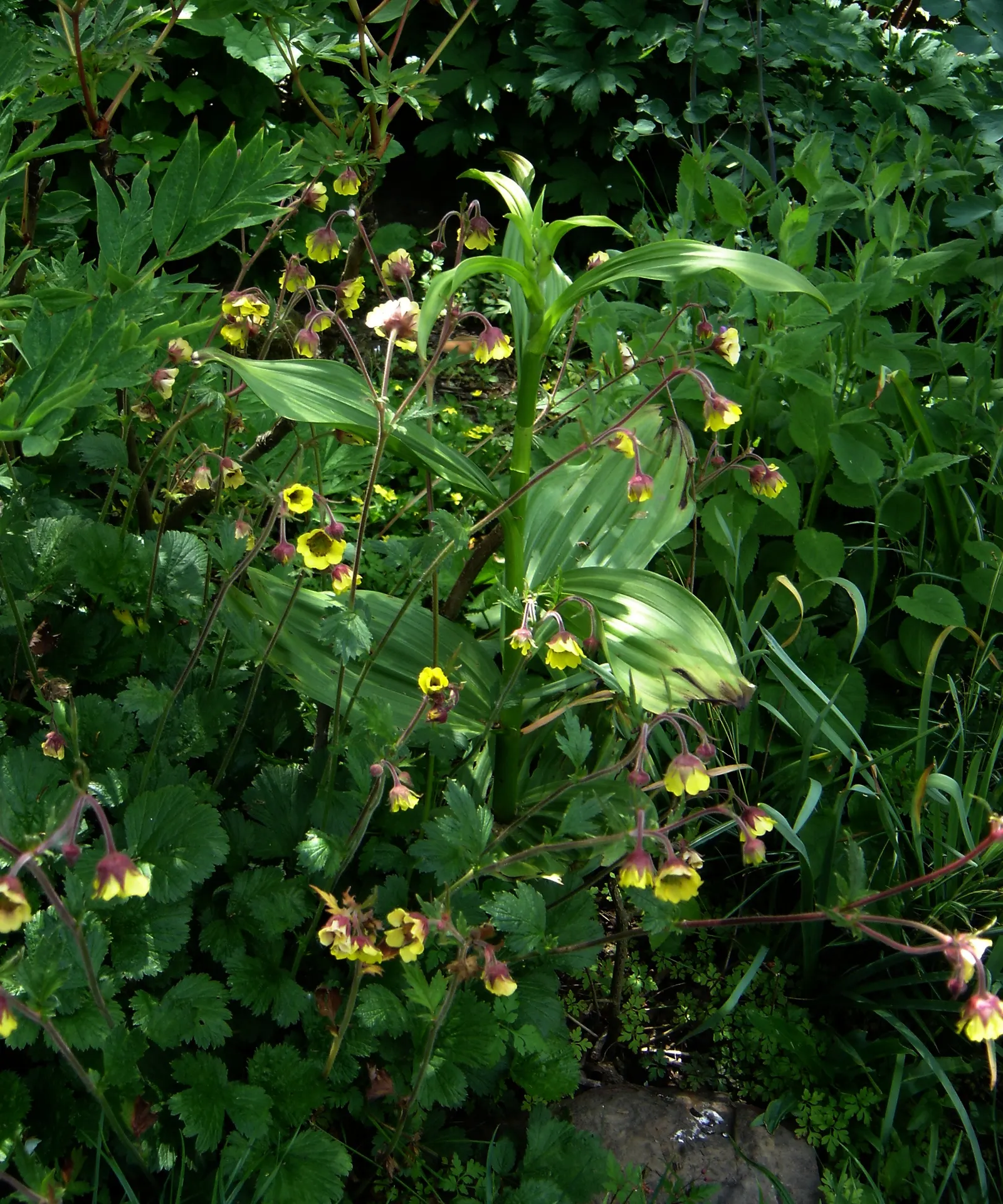 Yellow Geum (Geum 'Yellow') — Foliage forms a low, dense mound about 12 inches wide, ideal for borders or as a vibrant groundcover; often referred to simply as