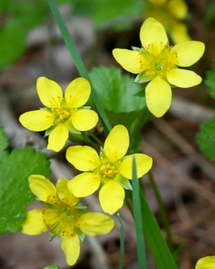 Yellow Geum (Geum 'Yellow') — this hardy plant thrives in well-drained soil and prefers full sun but can tolerate light shade