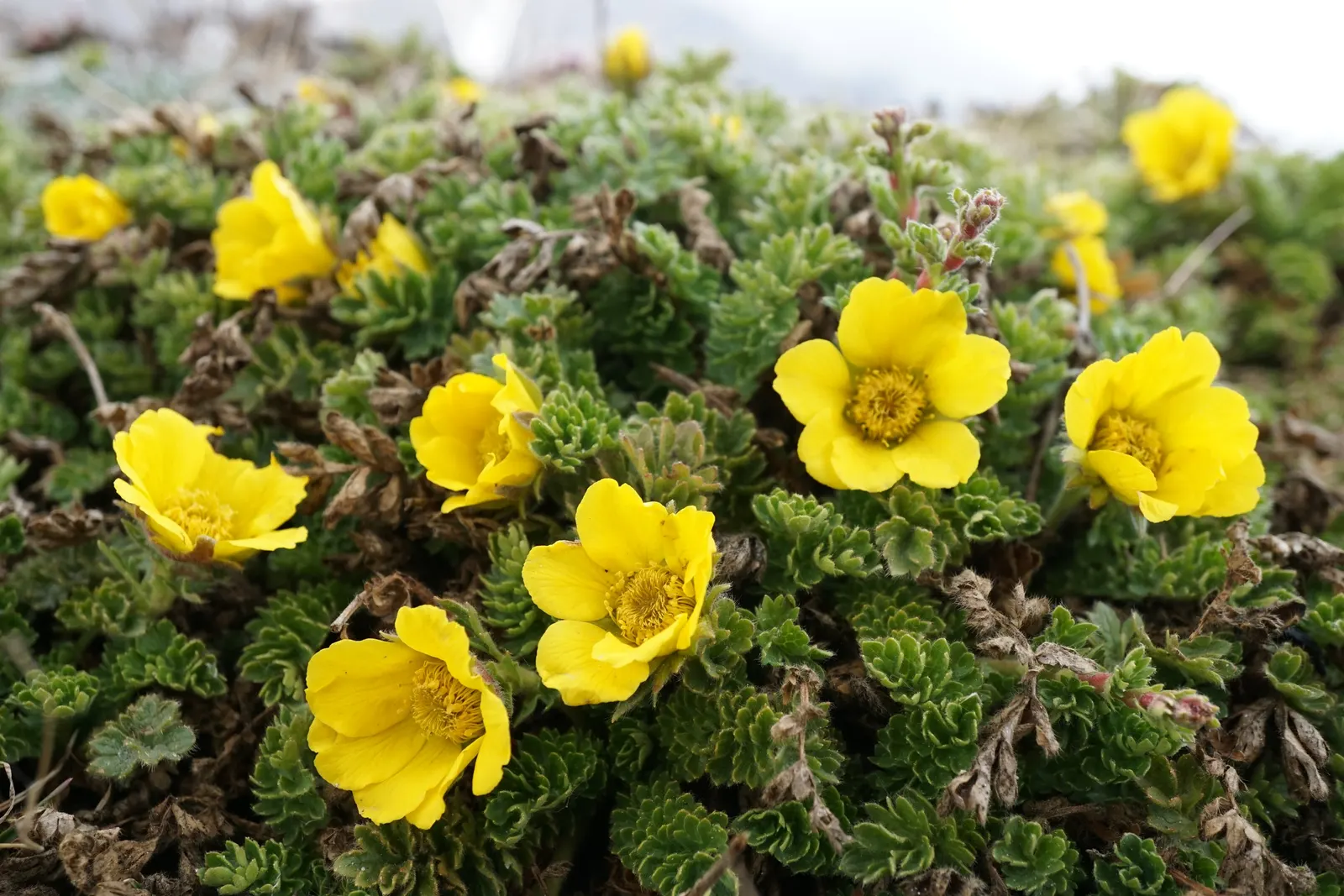 Yellow Geum (Geum 'Yellow') — concentrated from late spring through summer
