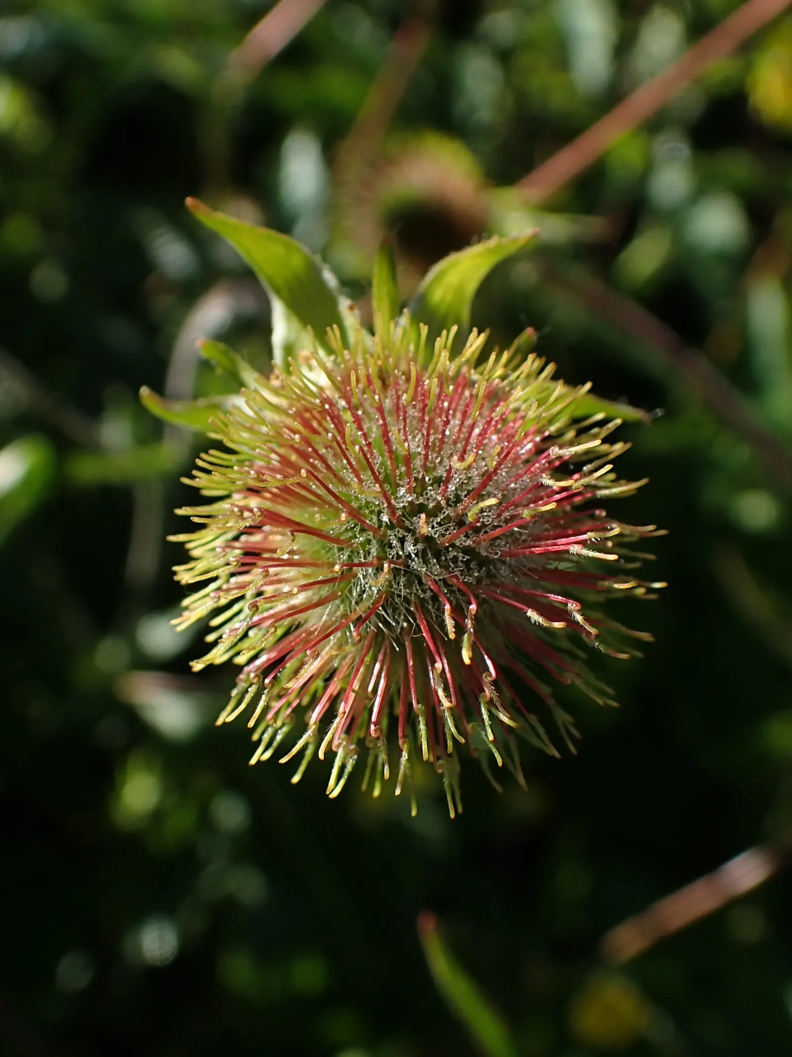 Yellow Geum (Geum 'Yellow') — It also attracts pollinators like bees