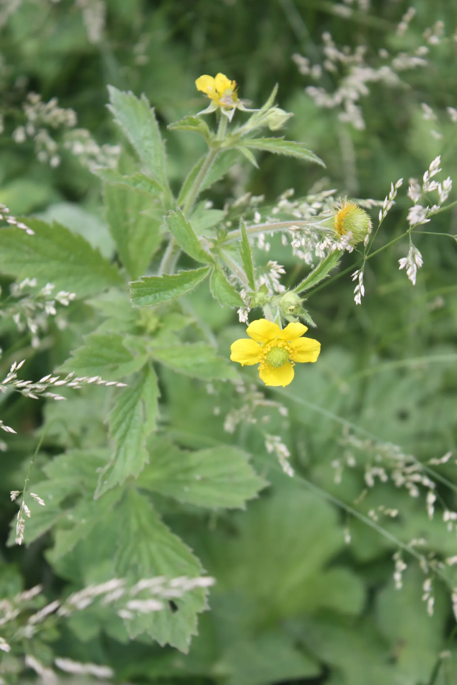 Yellow Geum (Geum 'Yellow') — lemon-yellow flowers which bloom profusely atop wiry stems that reach heights varying between 18 to 24 inches; is a vibrant and