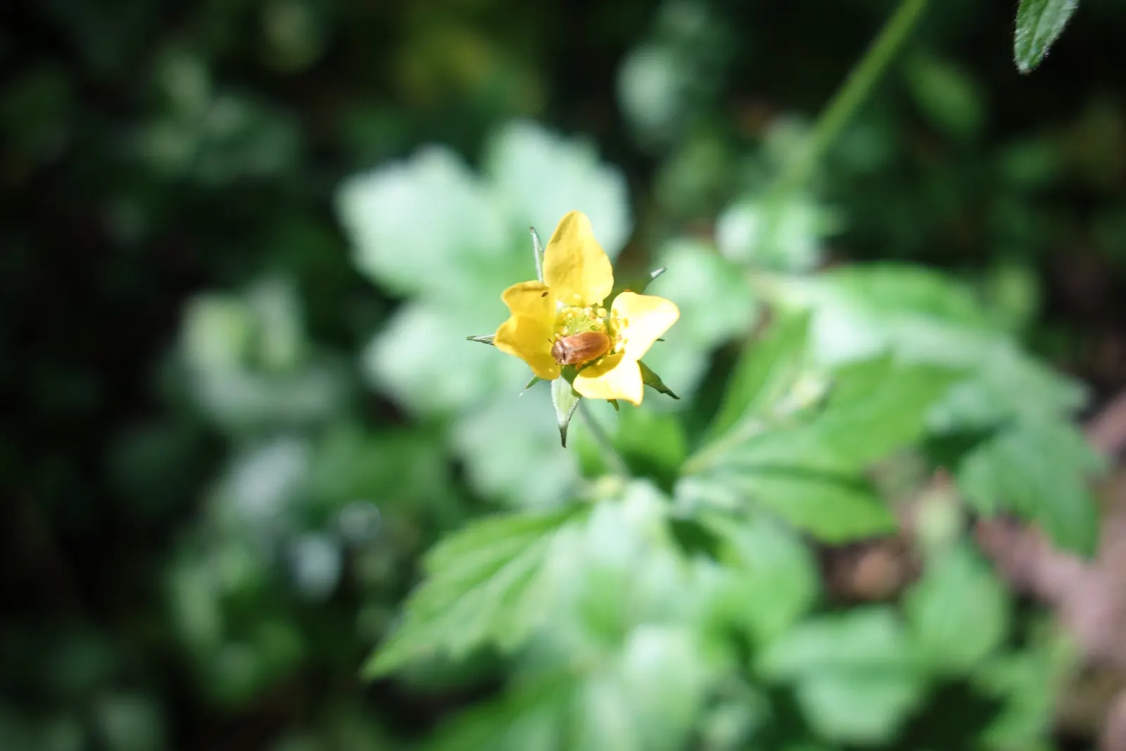 Yellow Geum (Geum 'Yellow') — adds a warm and inviting touch to garden beds and borders.<br><br>Yellow Geum's foliage is equally attractive, image 49