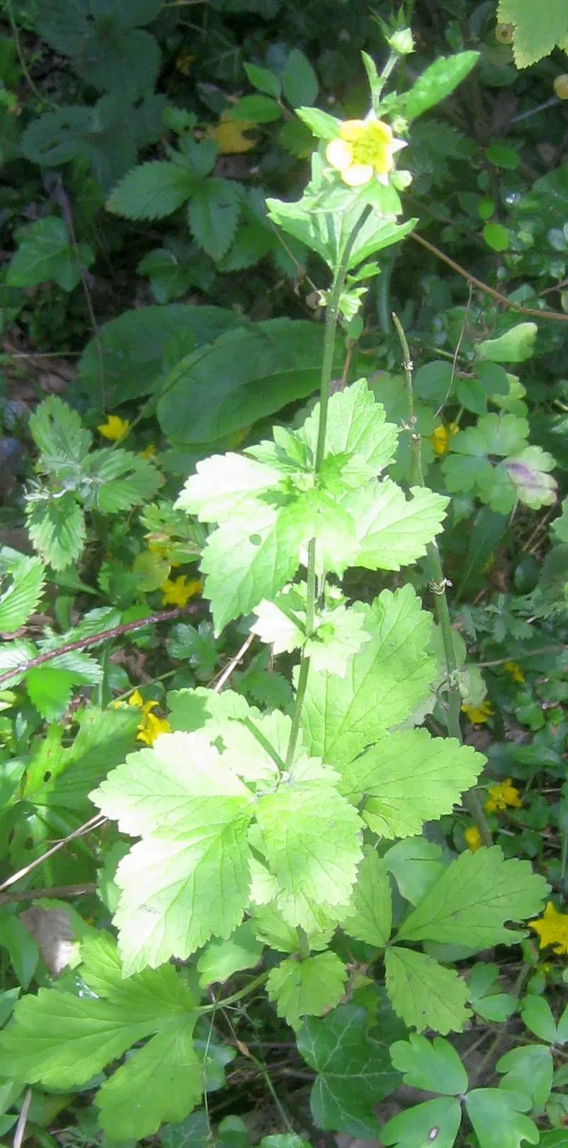 Yellow Geum (Geum 'Yellow') — or deep greens of neighboring plants.<br><br>Ideal for zones 4 through 9; the Yellow Geum, Geum 'Yellow', presents a, image 52
