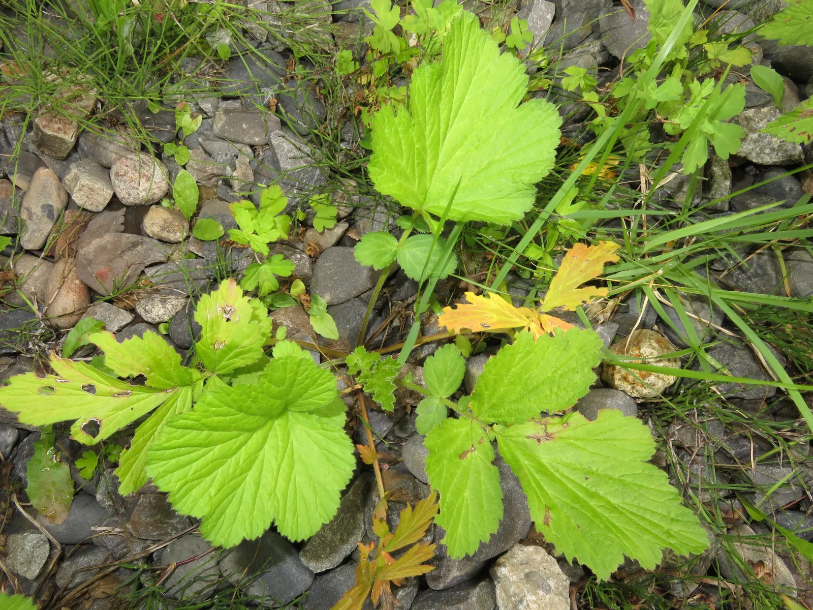 Yellow Geum (Geum 'Yellow') — often referred to simply as Yellow Geum