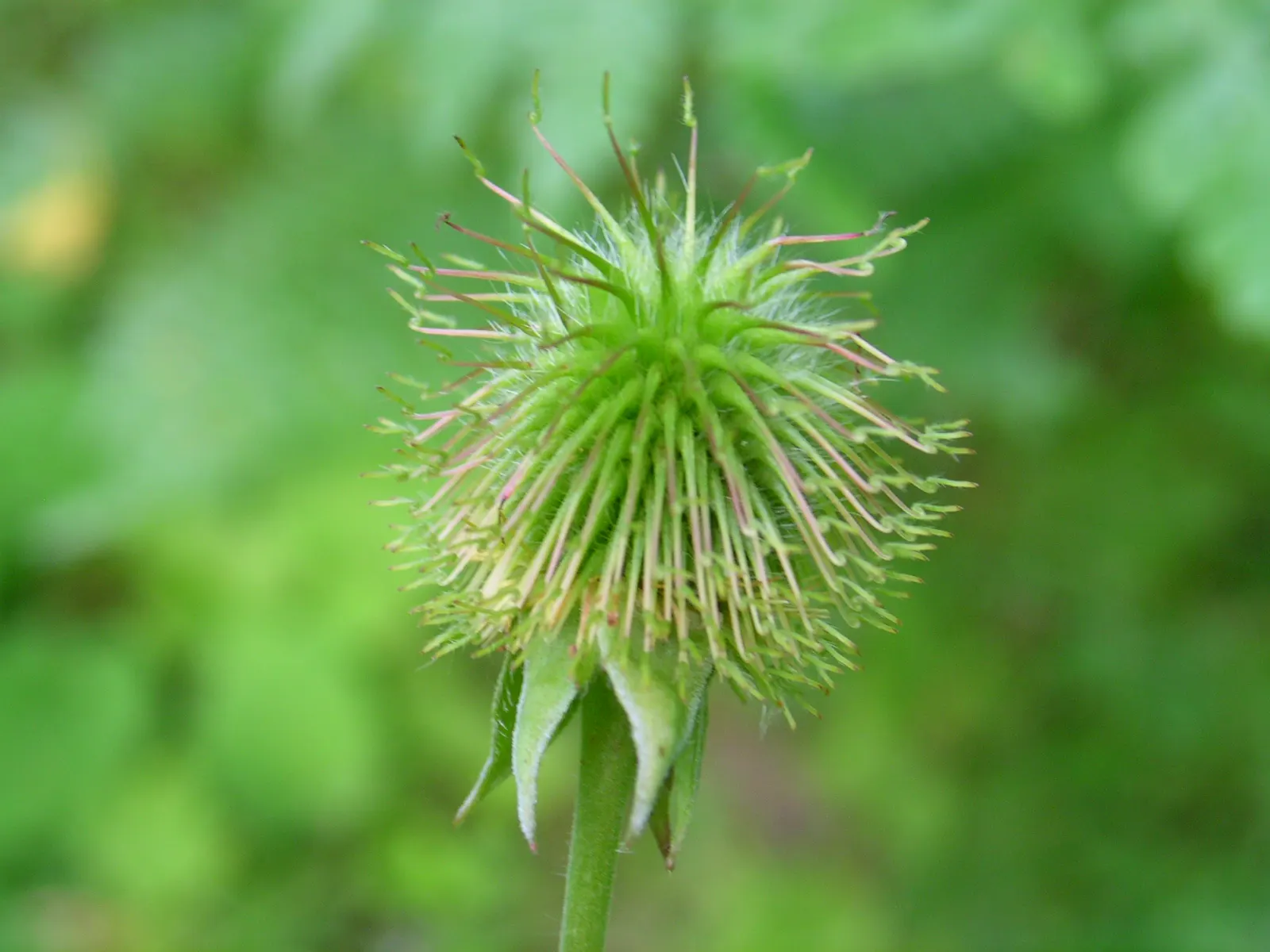 Yellow Geum (Geum 'Yellow') — Foliage forms a low, dense mound about 12 inches wide, ideal for borders or as a vibrant groundcover; often referred, image 44