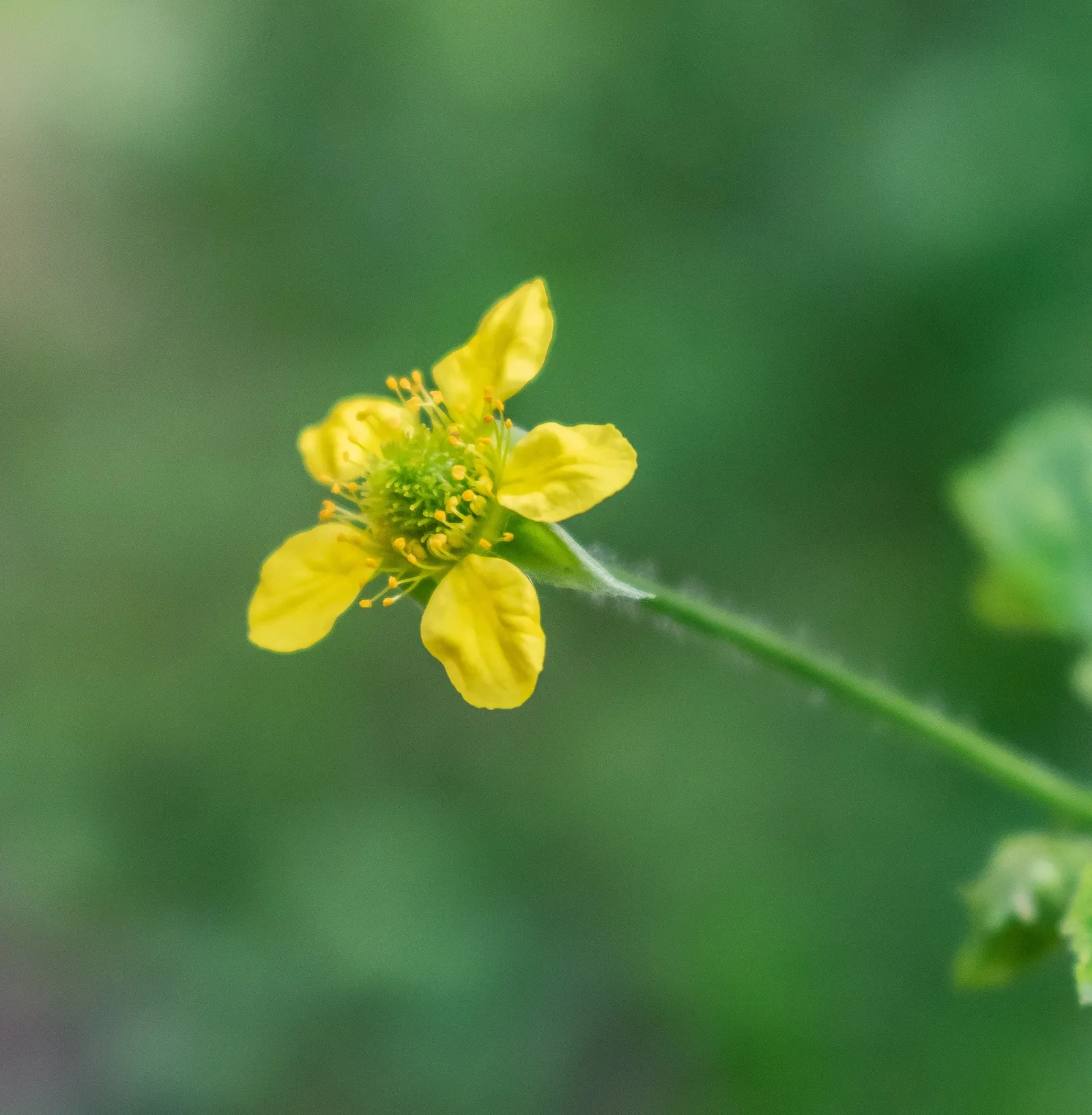 Yellow Geum (Geum 'Yellow') — including deadheading to encourage prolonged flowering and division every few years to maintain its vigor, image 57