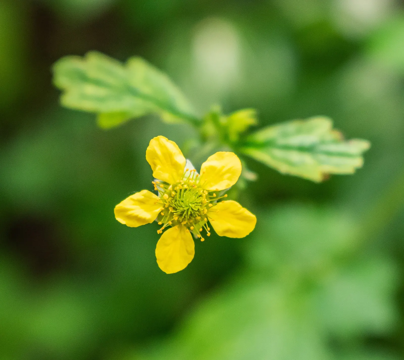 Yellow Geum (Geum 'Yellow') — forming a low mound approximately 12 to 18 inches in width; lemon-yellow flowers which bloom profusely atop wiry, image 50