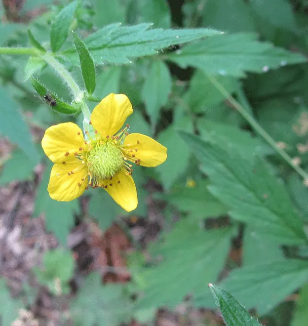 Yellow Geum (Geum 'Yellow') — perennial with yellow blooms; forming a low mound approximately 12 to 18 inches in width