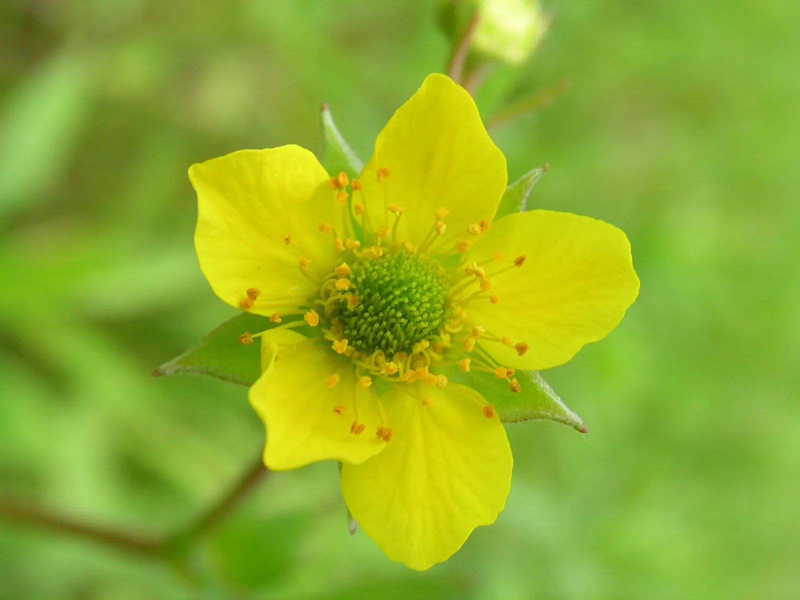 Yellow Geum (Geum 'Yellow') — concentrated from late spring through summer; this hardy plant thrives in well-drained soil and prefers full sun but can tolerate