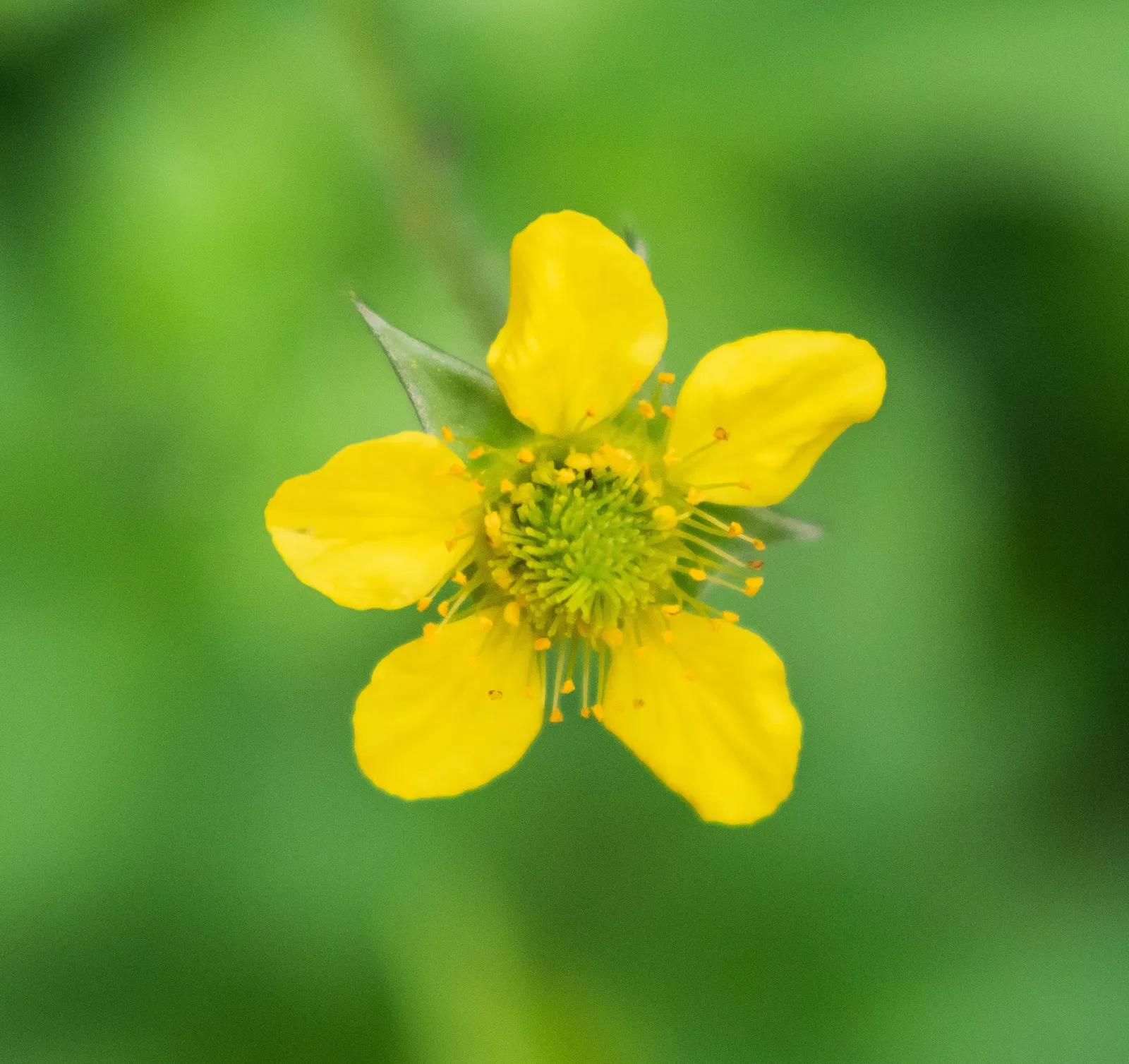 Yellow Geum (Geum 'Yellow') — It also attracts pollinators like bees; rising on stems up to 18 inches tall, the blooms grace the garden from late, image 55