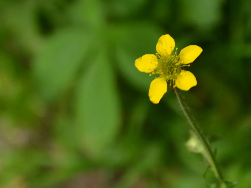 Yellow Geum (Geum 'Yellow') — this hardy plant thrives in well-drained soil and prefers full sun but can tolerate light shade; concentrated from late spring