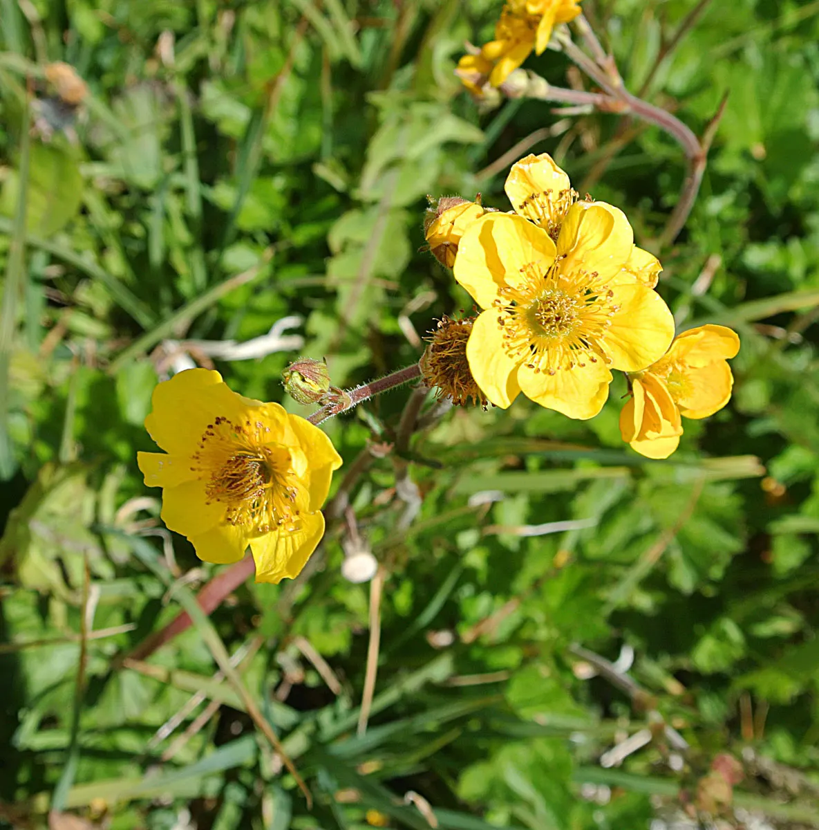 Yellow Geum (Geum 'Yellow') — forming a low mound approximately 12 to 18 inches in width; lemon-yellow flowers which bloom profusely atop wiry stems that reach