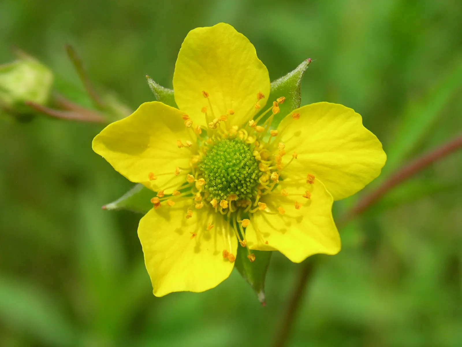 Yellow Geum (Geum 'Yellow') — This hardy perennial thrives in zones 4-9, preferring well-drained soil and full to partial sun; yellow flowers in the garden