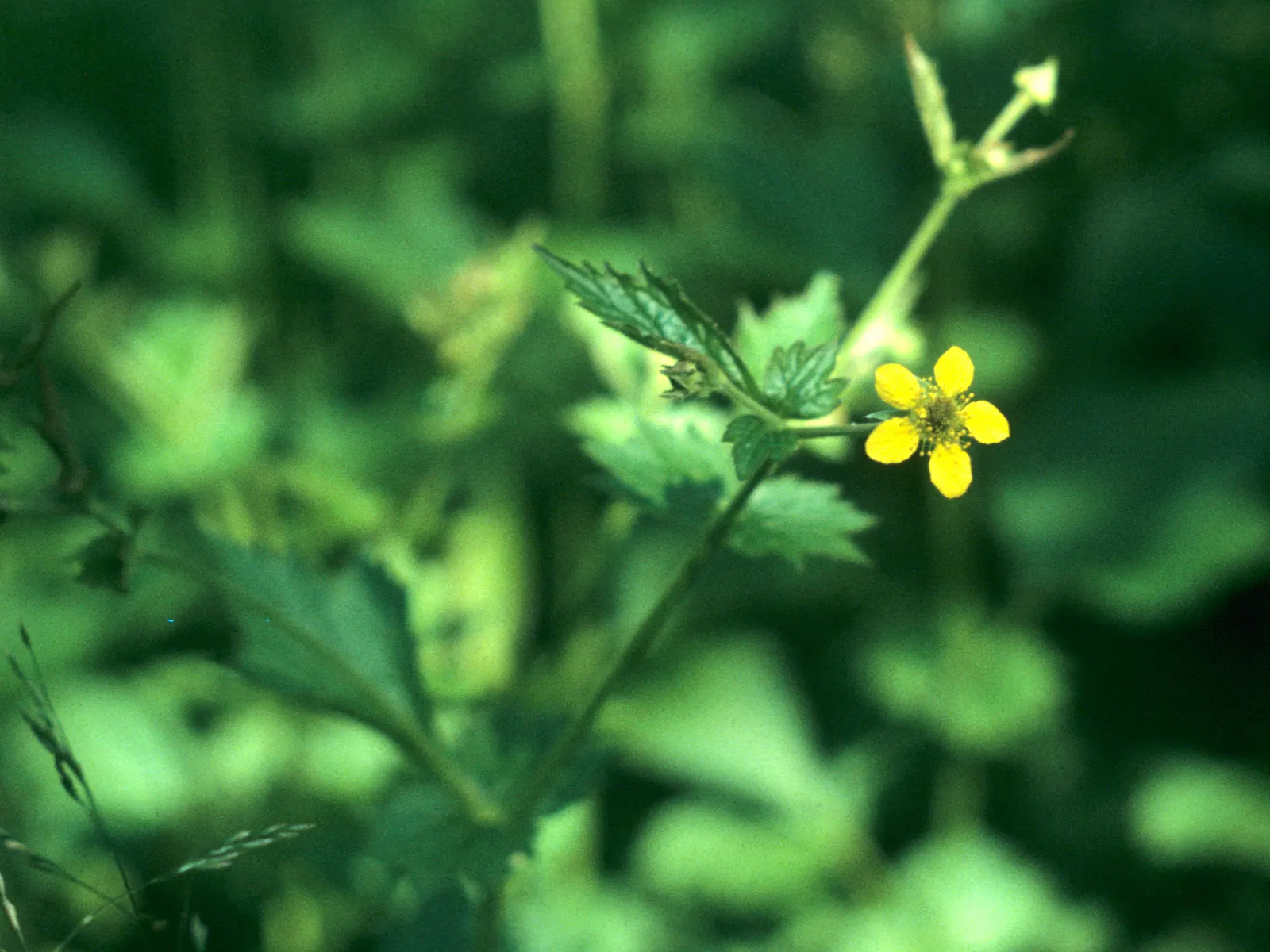 Yellow Geum (Geum 'Yellow') — Once established, Yellow Geum is drought-tolerant, making it a durable choice for gardens in various climates