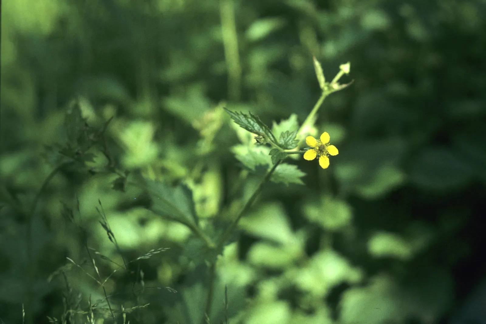 Yellow Geum (Geum 'Yellow') — Rising on stems up to 18 inches tall, the blooms grace the garden from late spring to early summer
